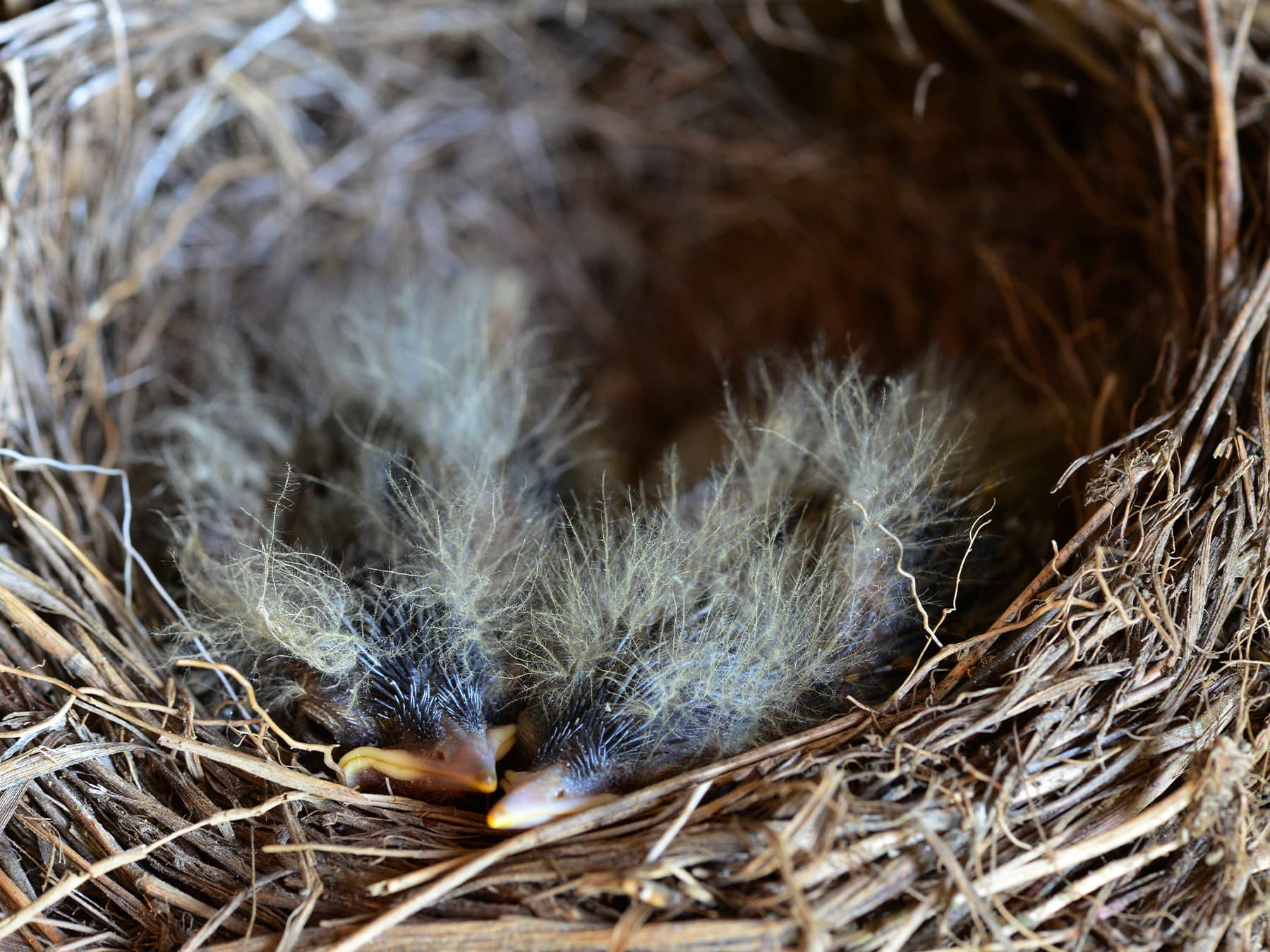 Nest of a Grey Wagtail with two chicks