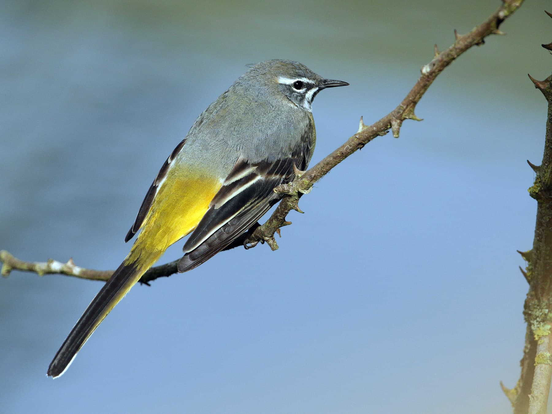 Grey Wagtail perching on a thorny branch