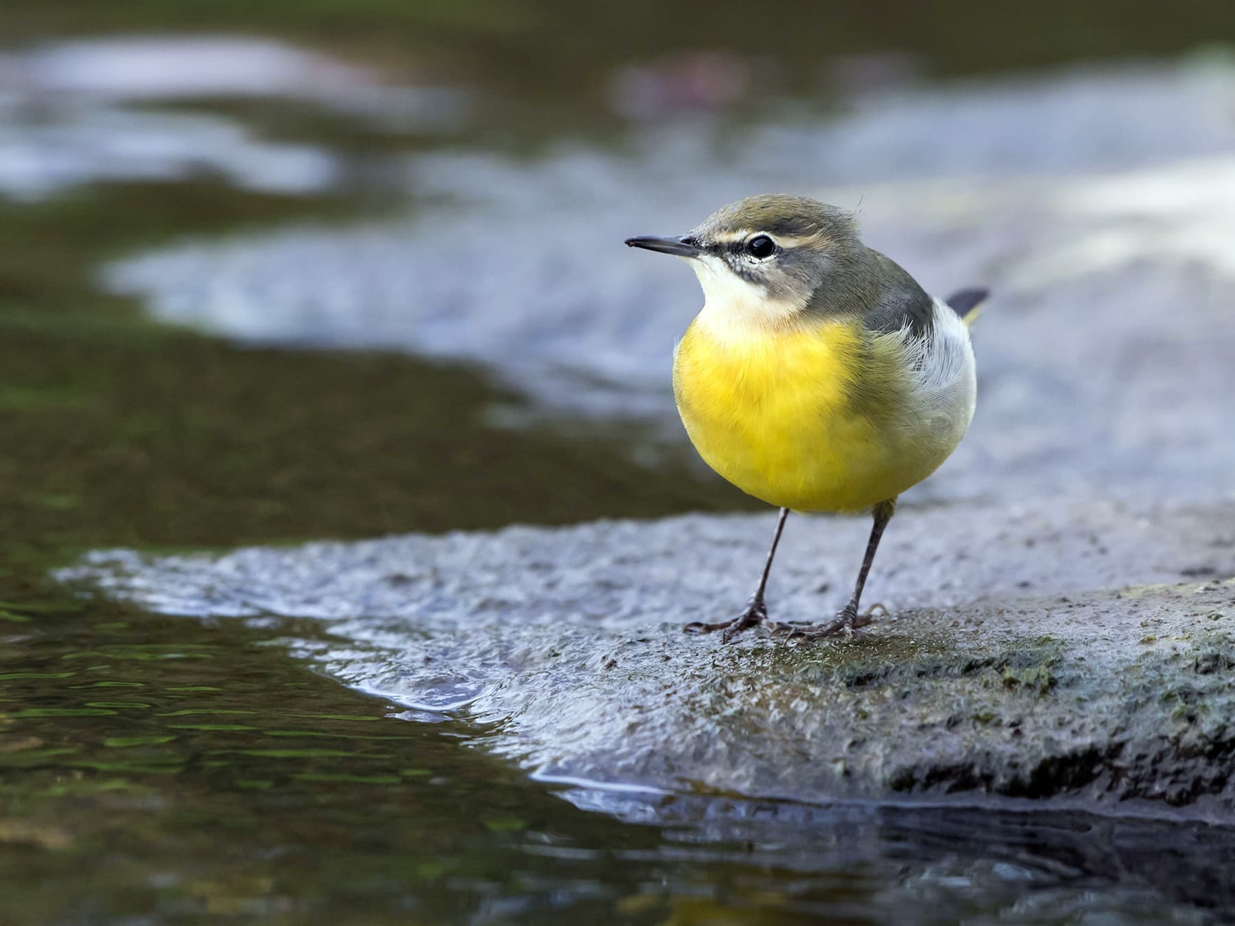 Grey Wagtail in natural habitat