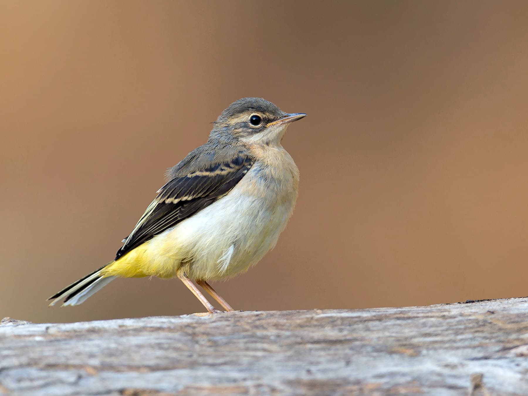 Grey Wagtail perching on top of a fallen tree trunk