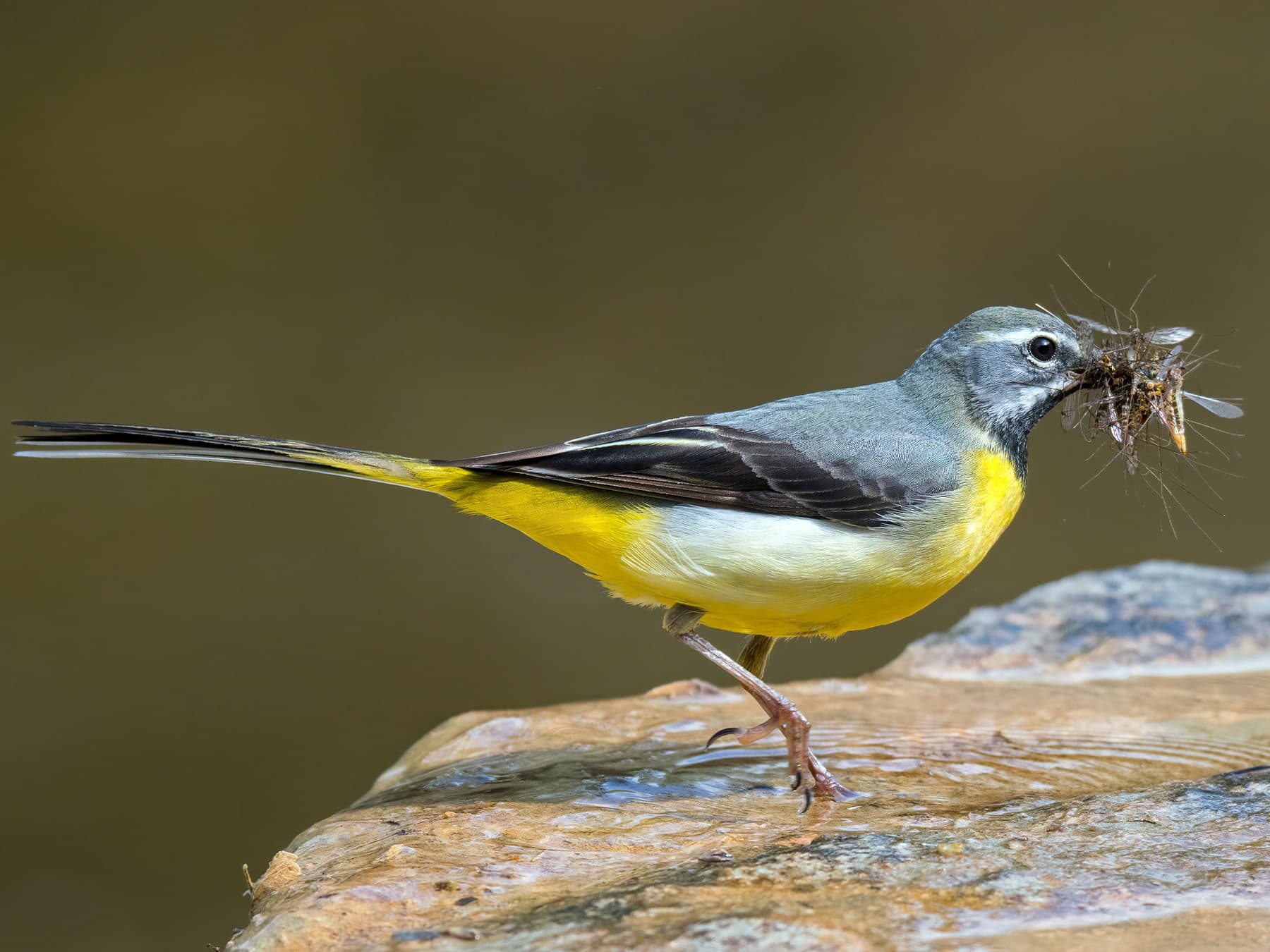 Grey Wagtail with its beak full of caught insects