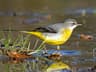 Grey Wagtail