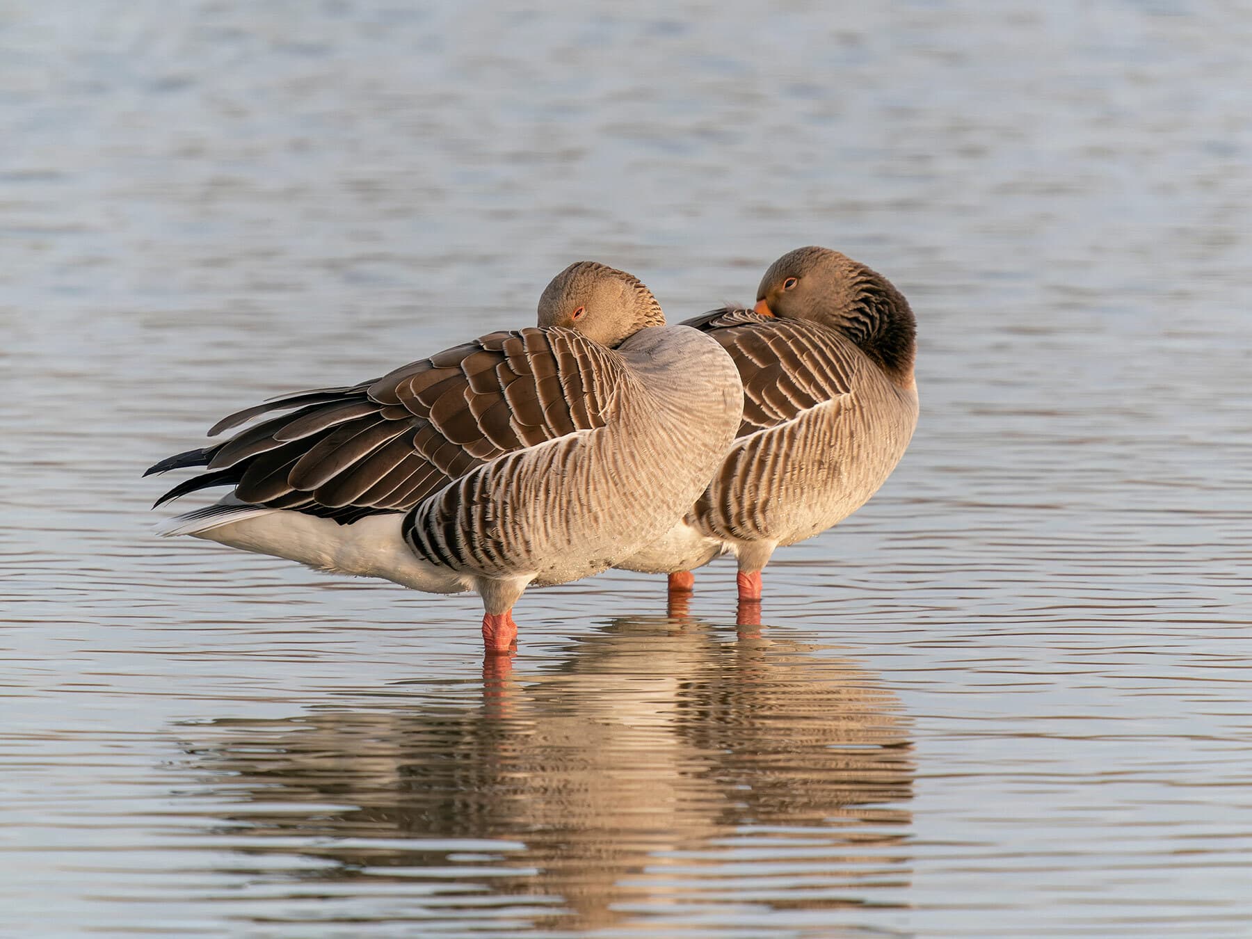 Greylag geese sleeping
