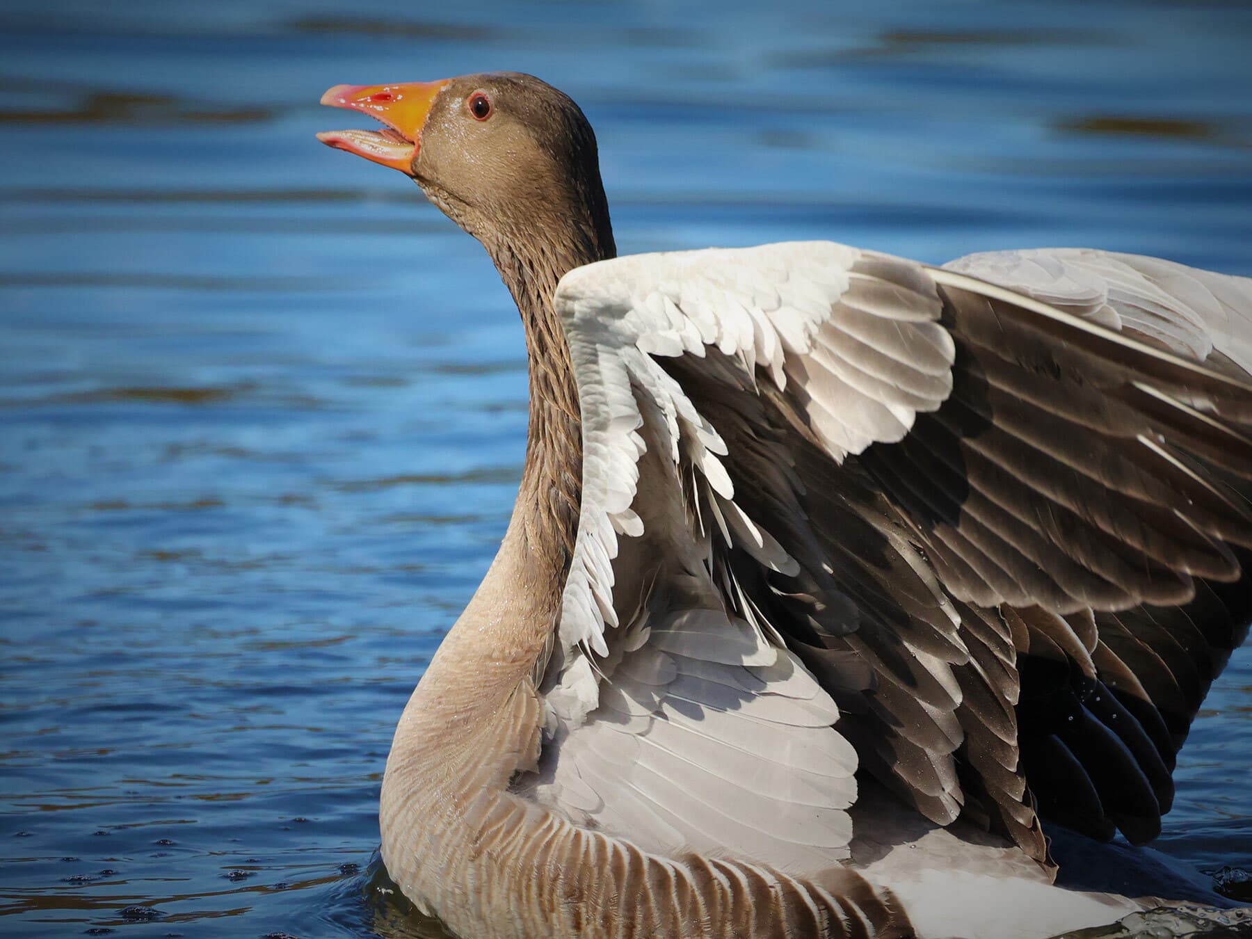Greylag Goose calling and showing off its wings