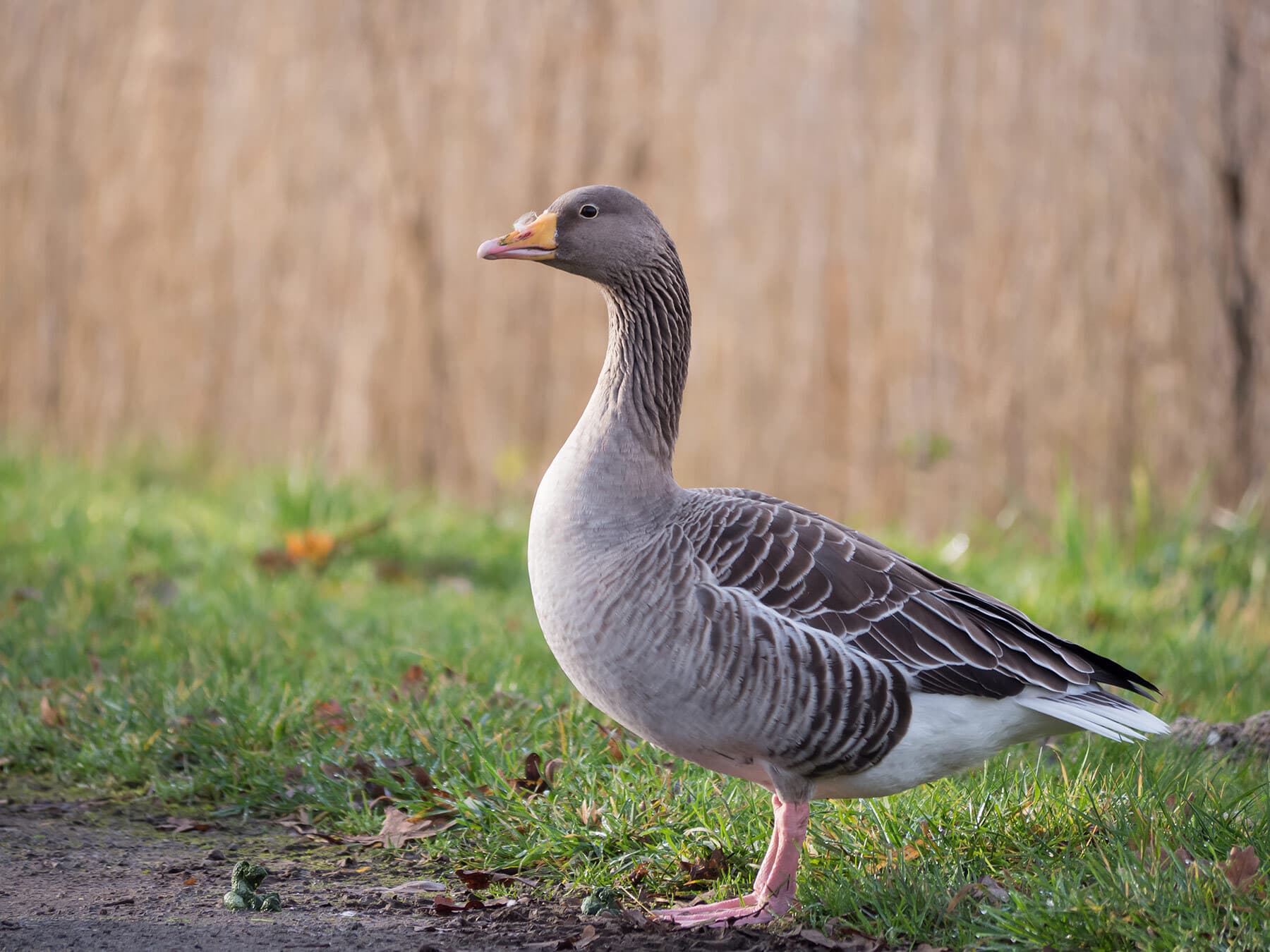 Close up of a Greylag goose