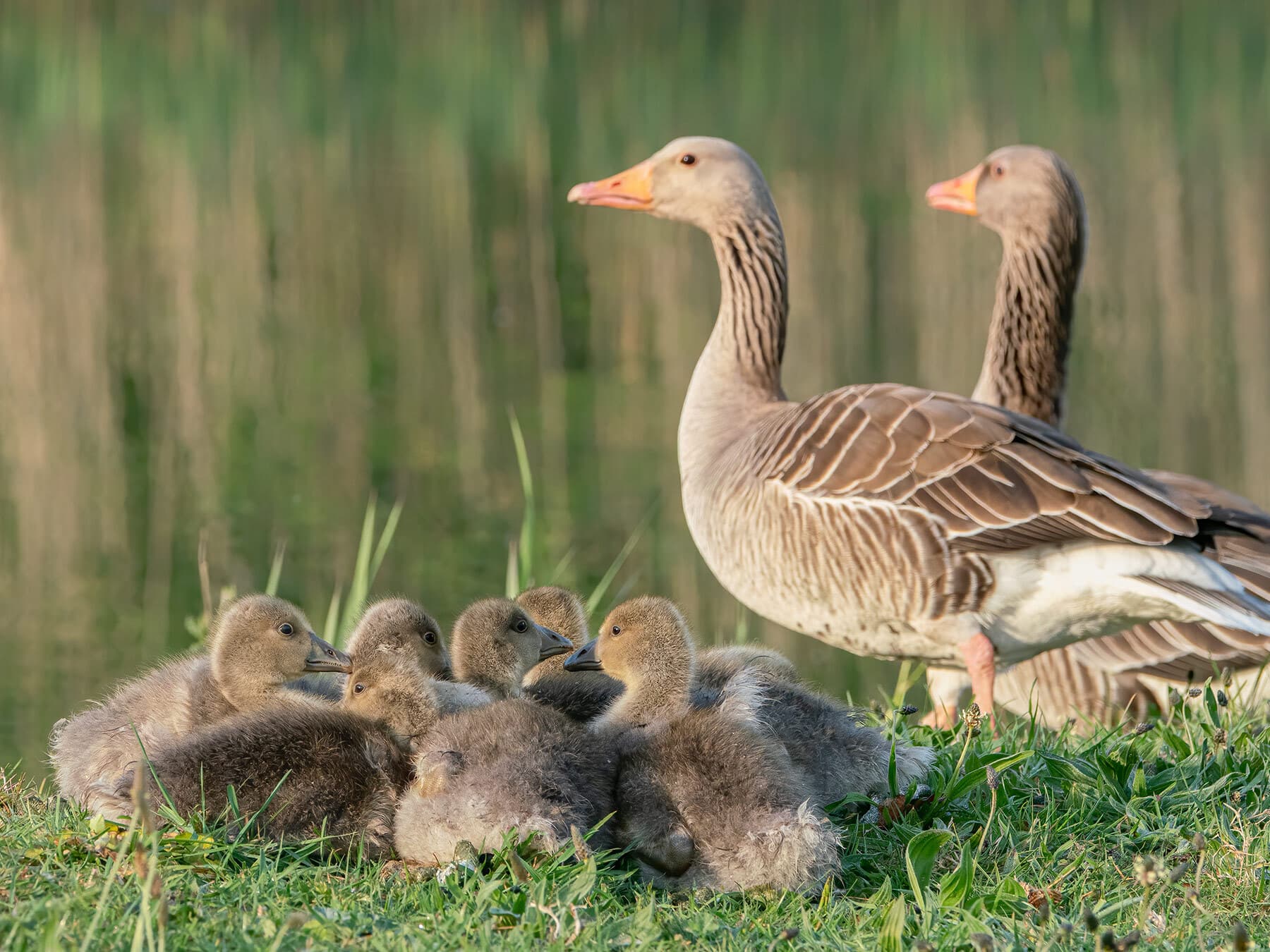 Greylag goose family