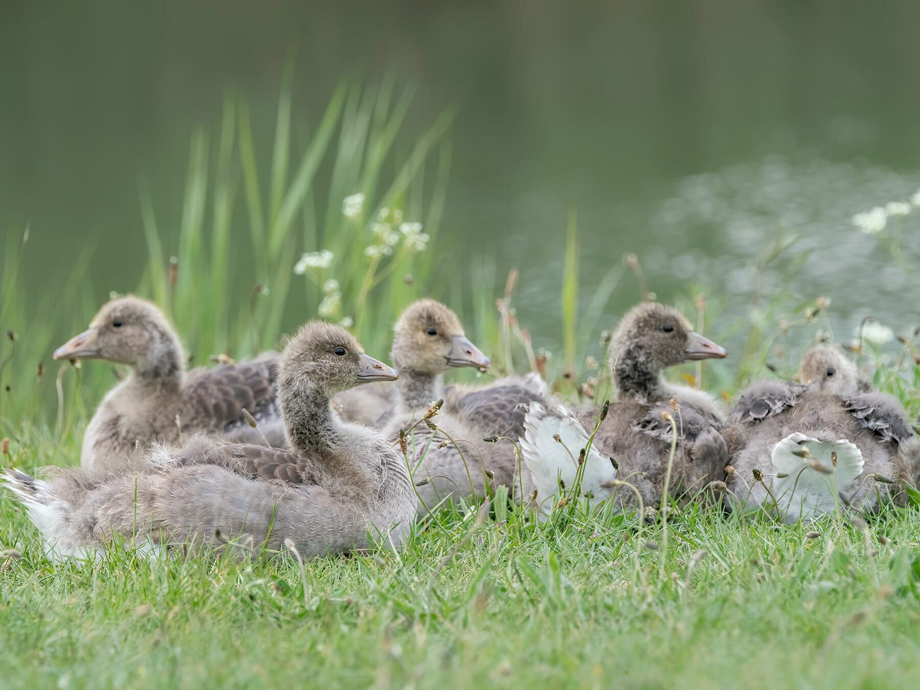 Greylag goose goslings