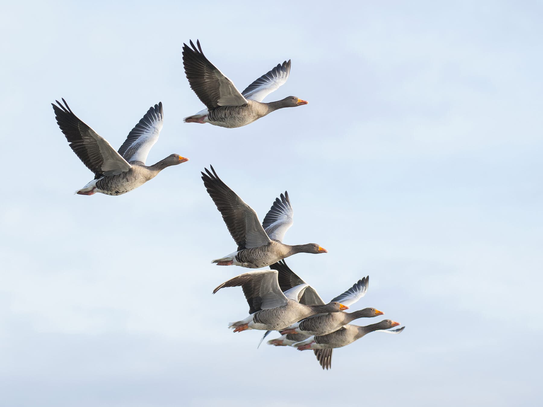 Greylag goose migration