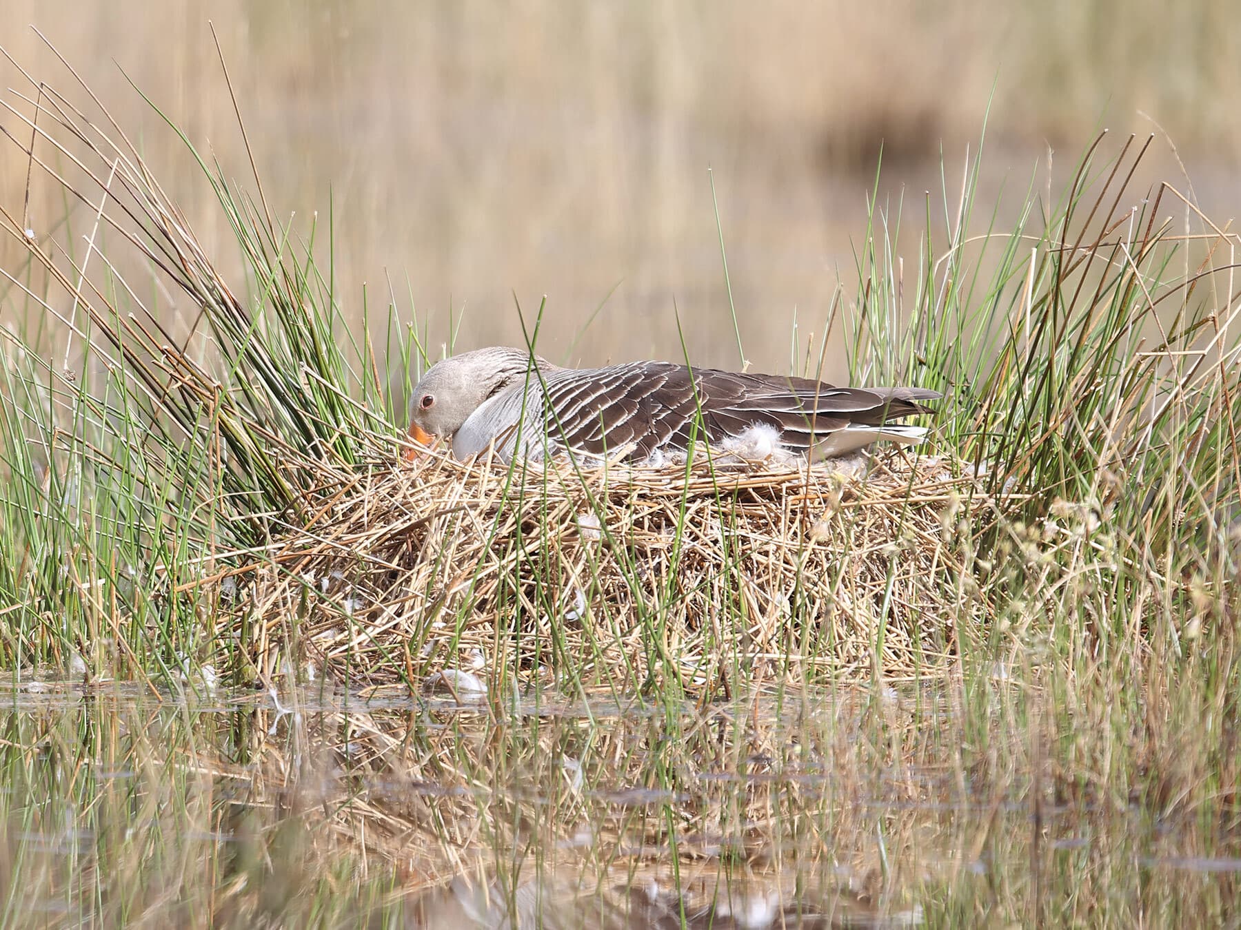 Nesting Greylag goose sat on the nest