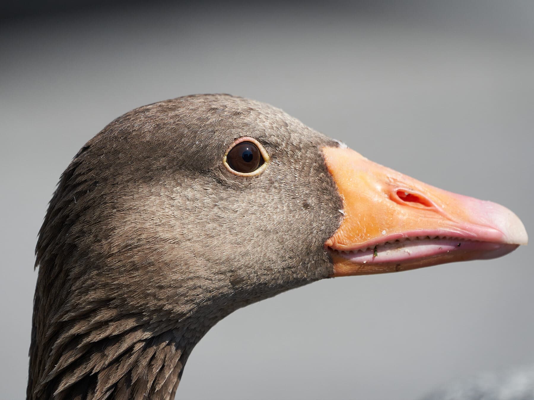 Close up portrait of a Greylag goose