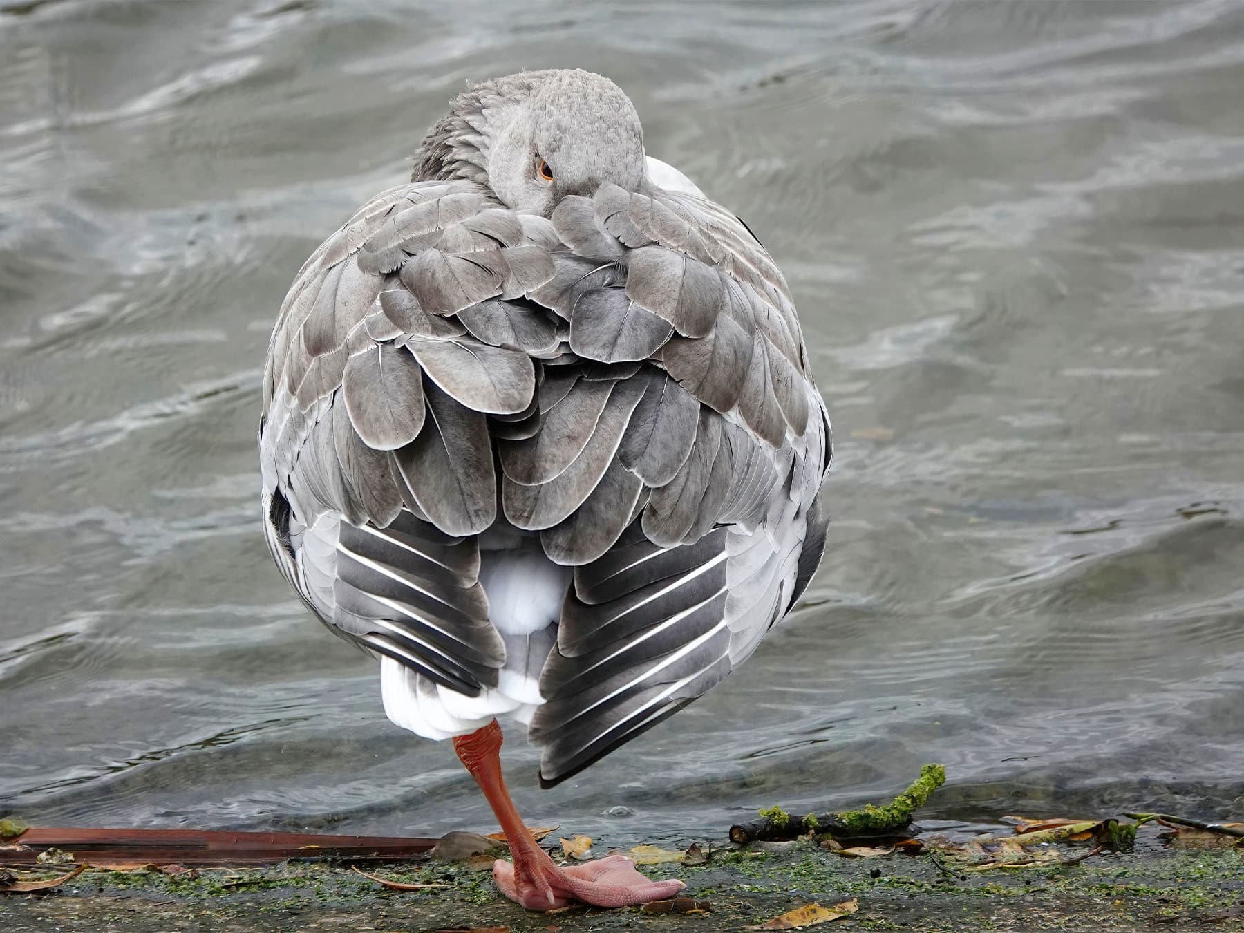 Greylag goose sleeping one eye open