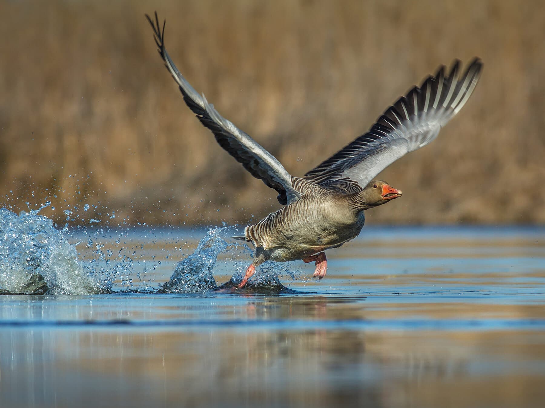 A greylag goose taking off from the water