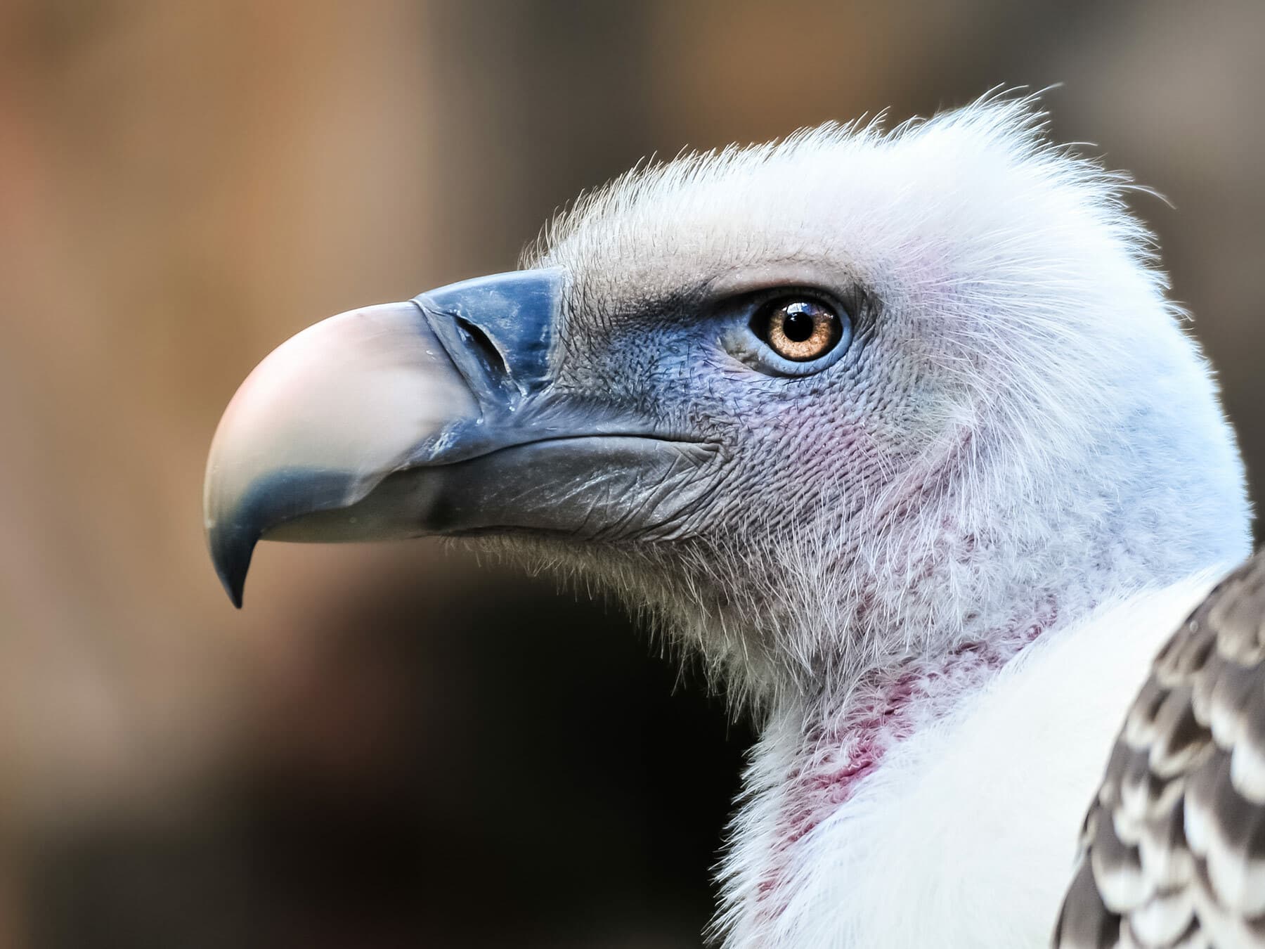 Close up of a Griffon Vulture