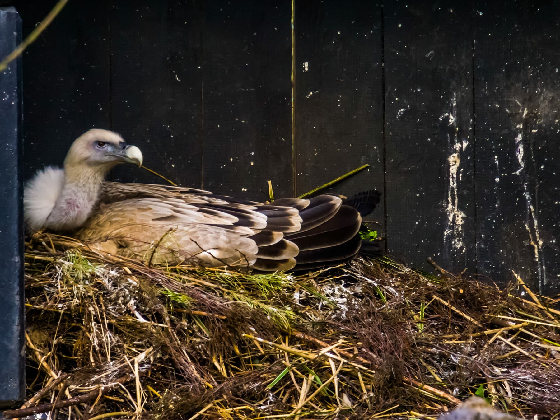 Griffon vulture on its nest