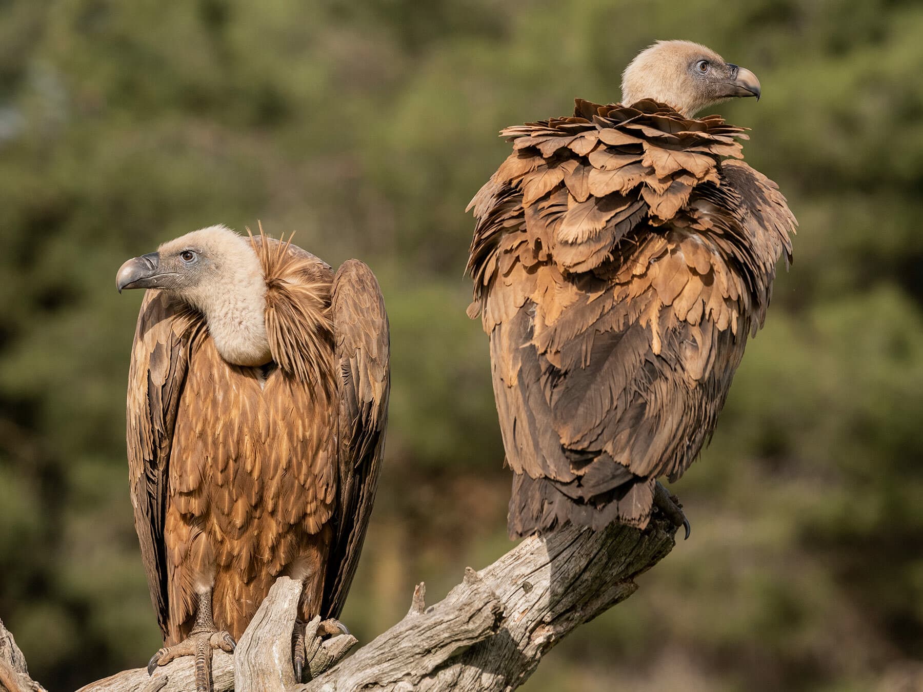 Adult griffons pair for life