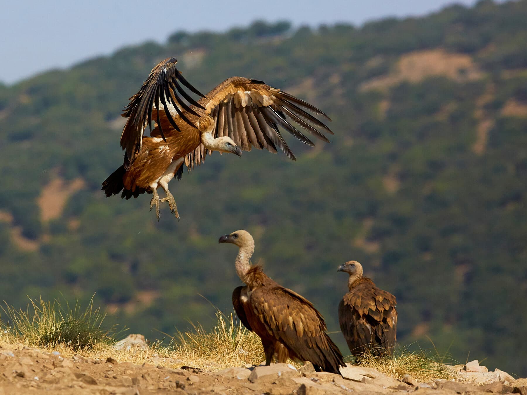 Griffon vulture coming in to land