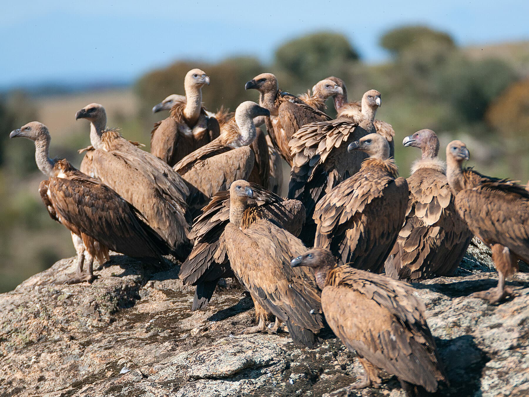 'Venue' of griffon vultures