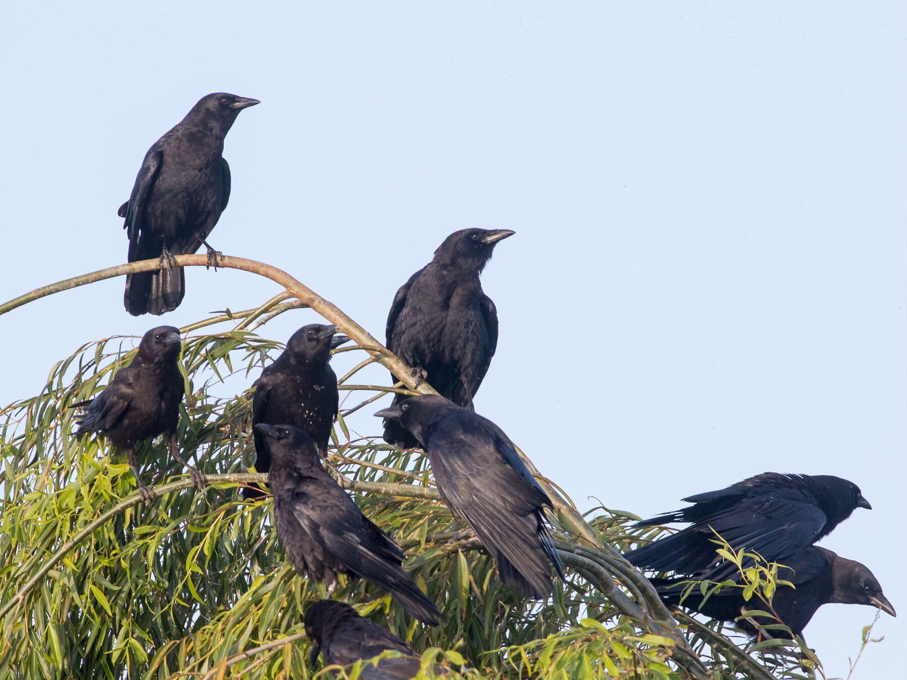 Group of american crows