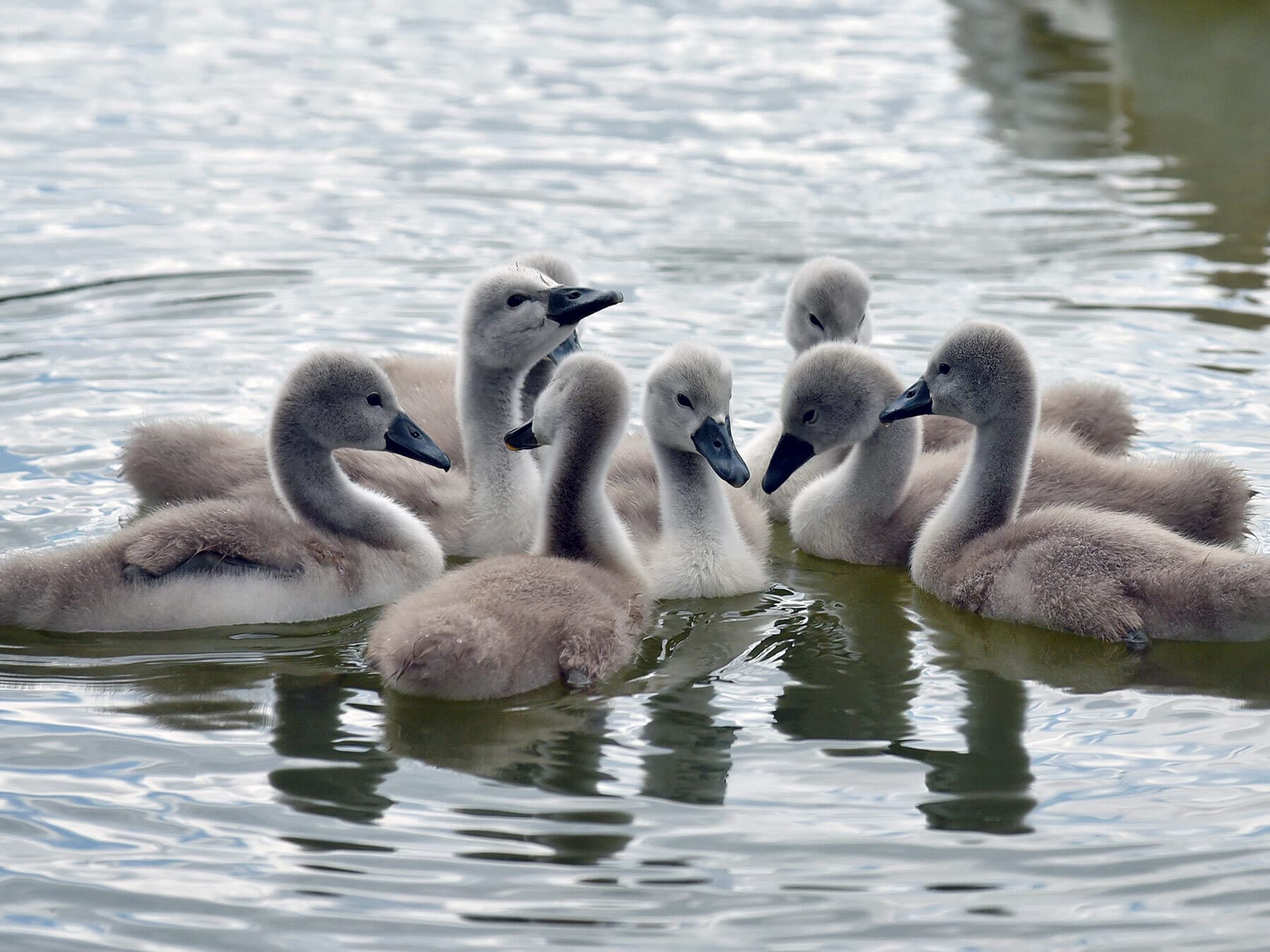 Group of baby swans