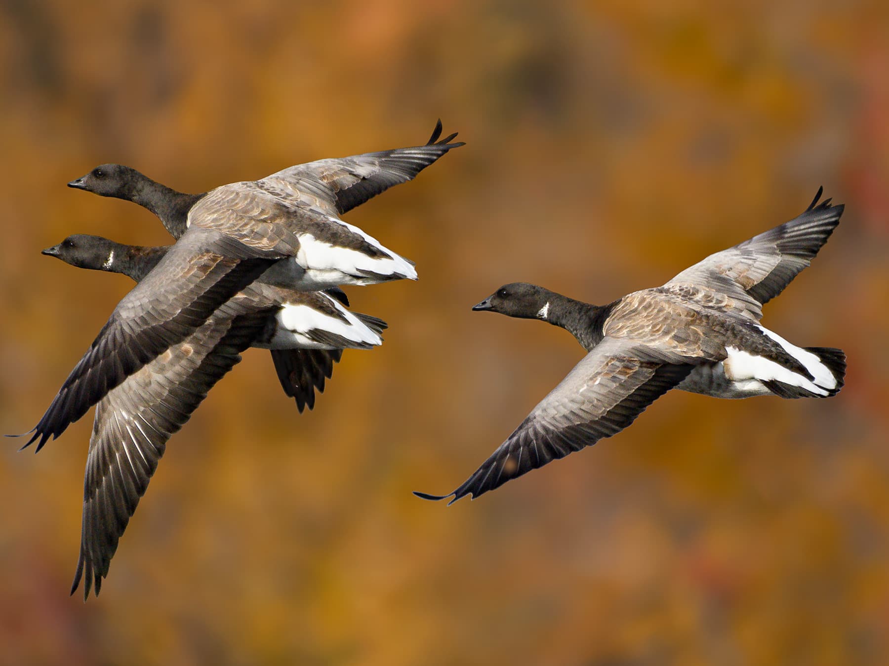 Brent Geese in-flight