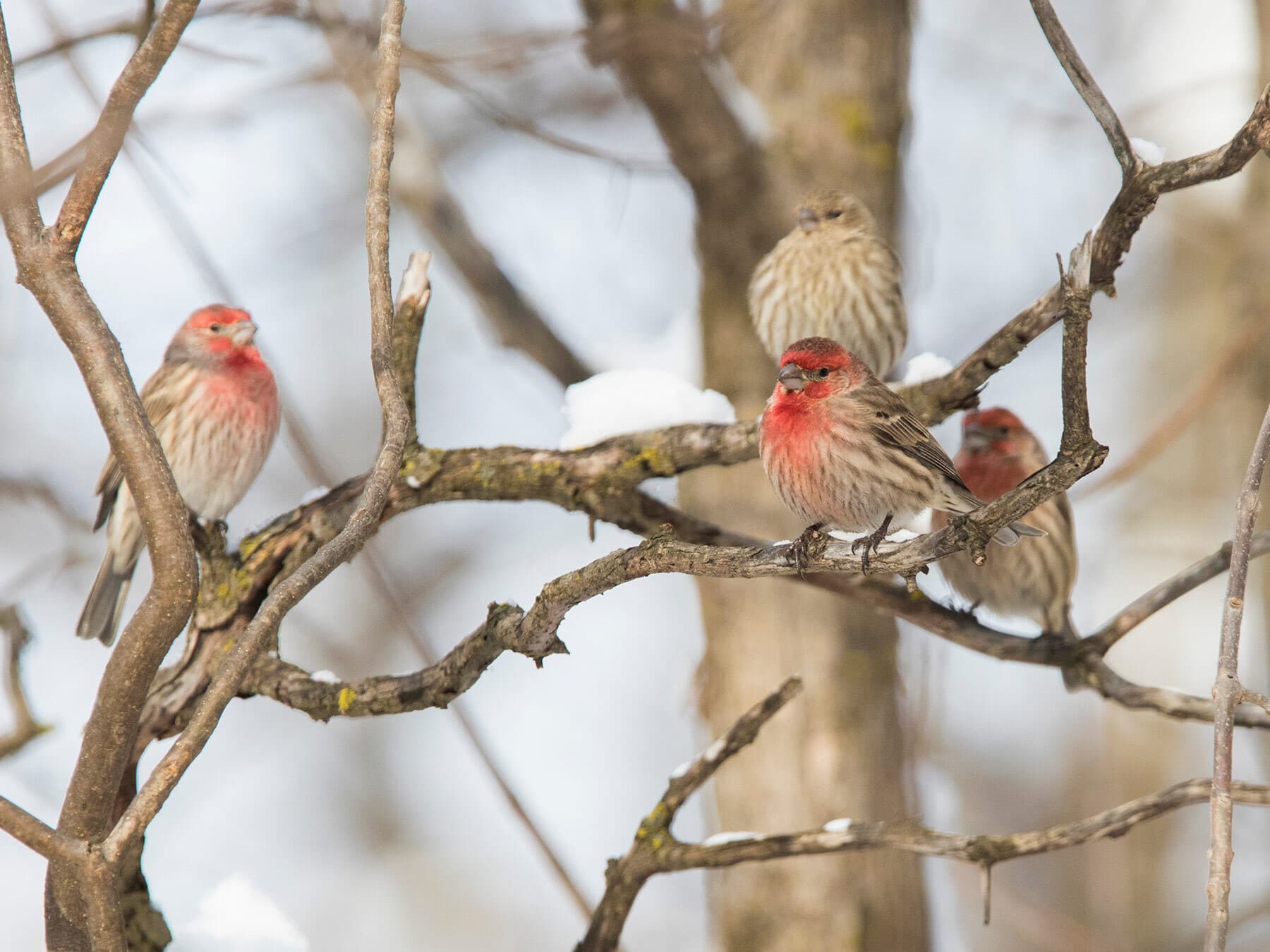 Group of house finches