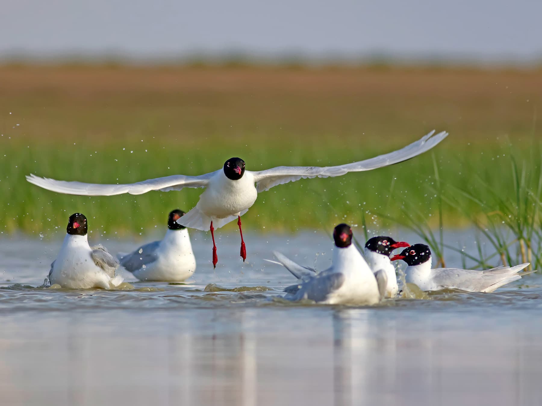 Group of Mediterranean Gulls on the lake
