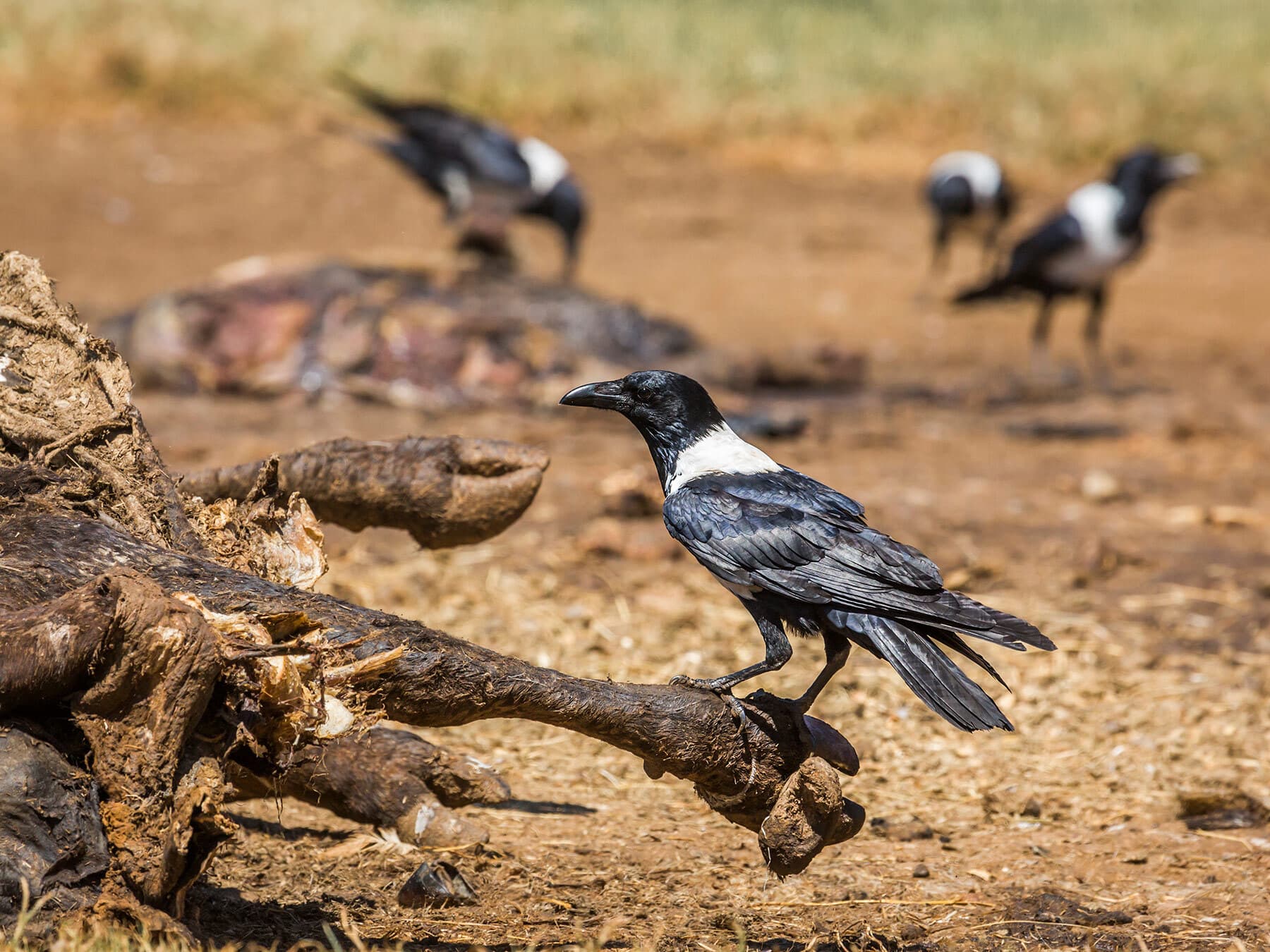 A group of pied crows scavenging