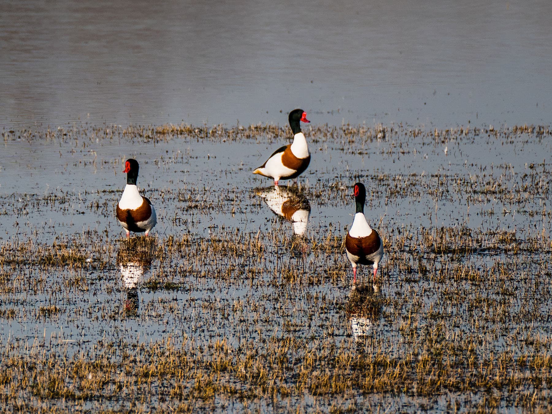 A small flock of Shelduck