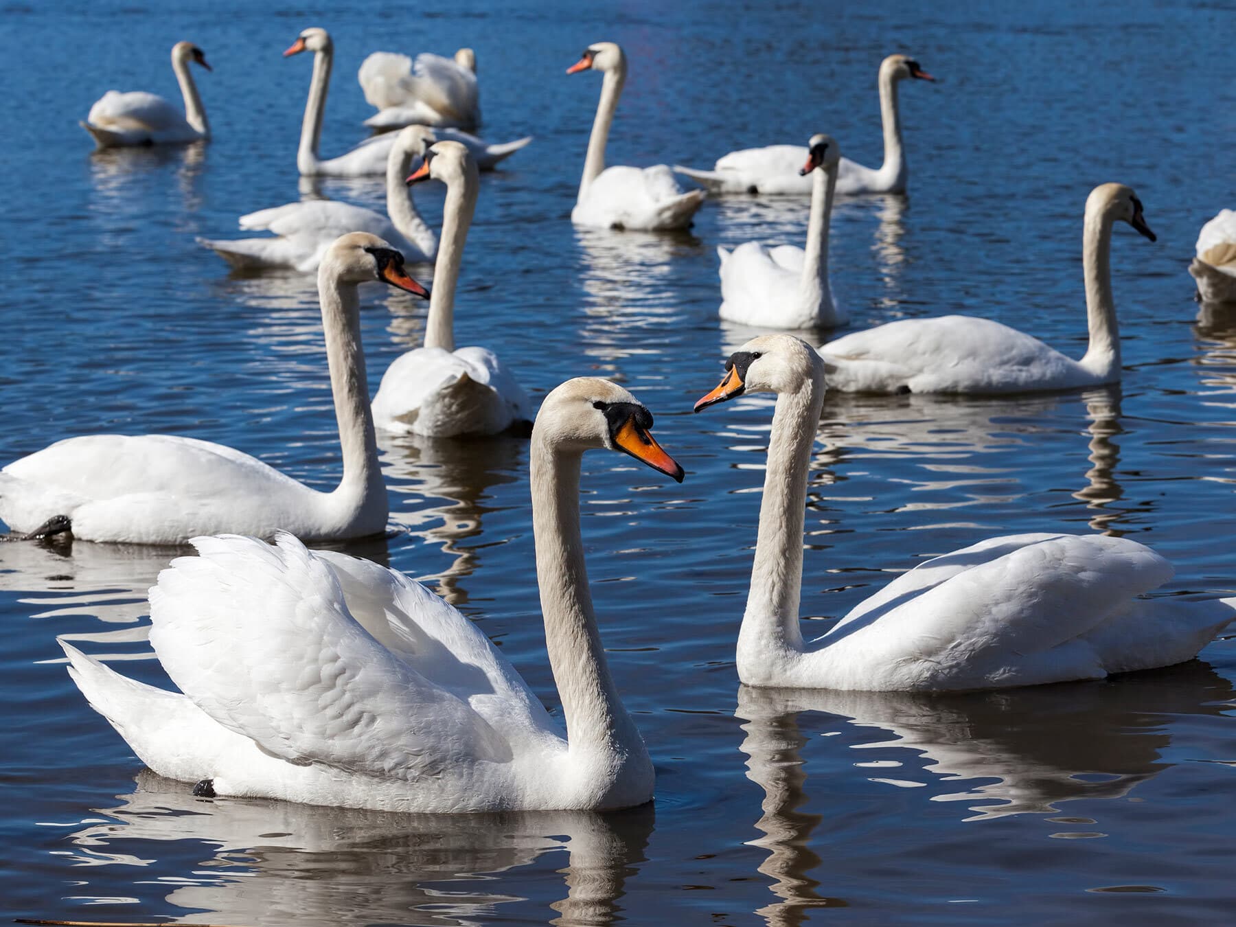 Group of swans on water