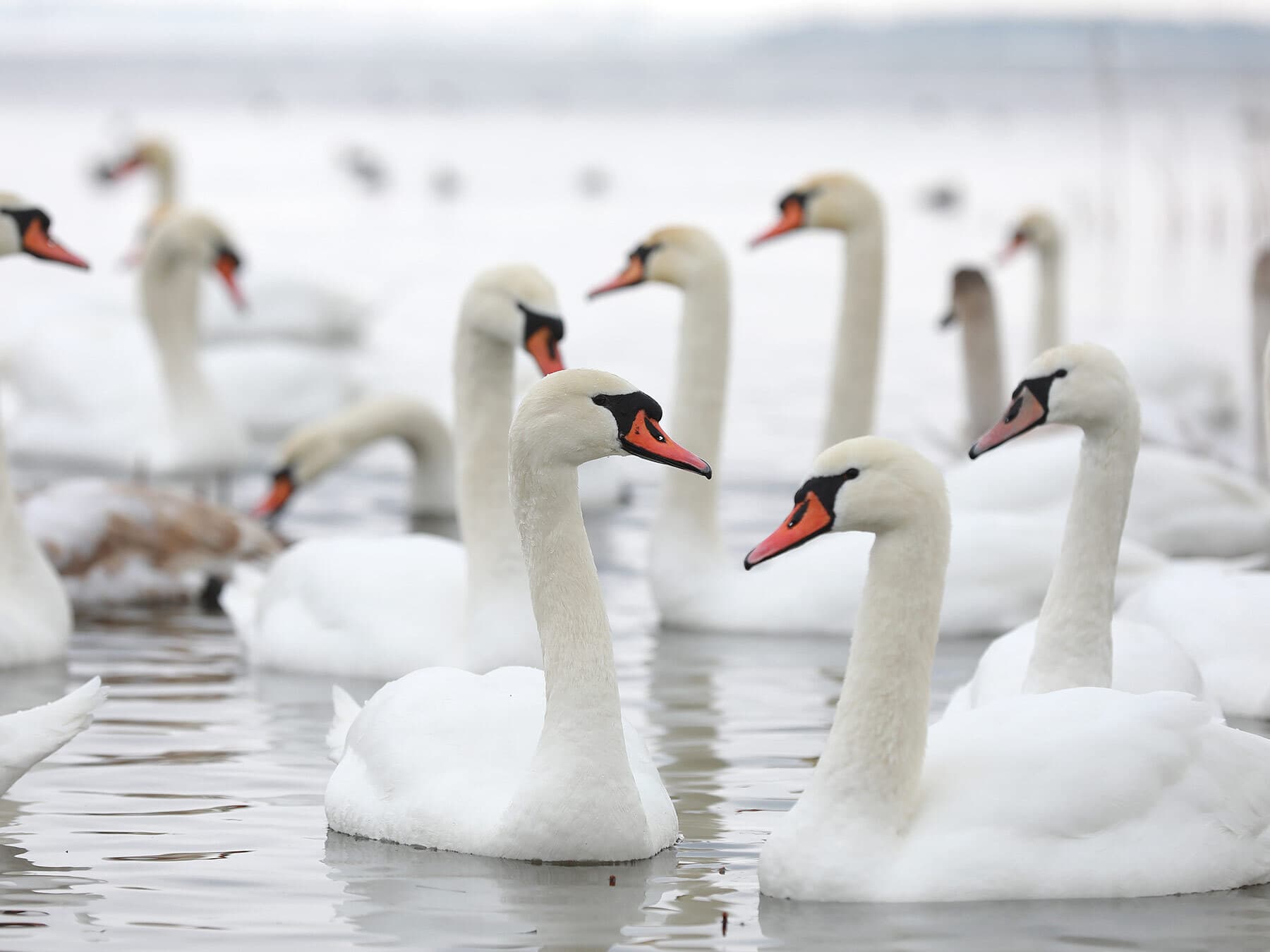 Group of swans