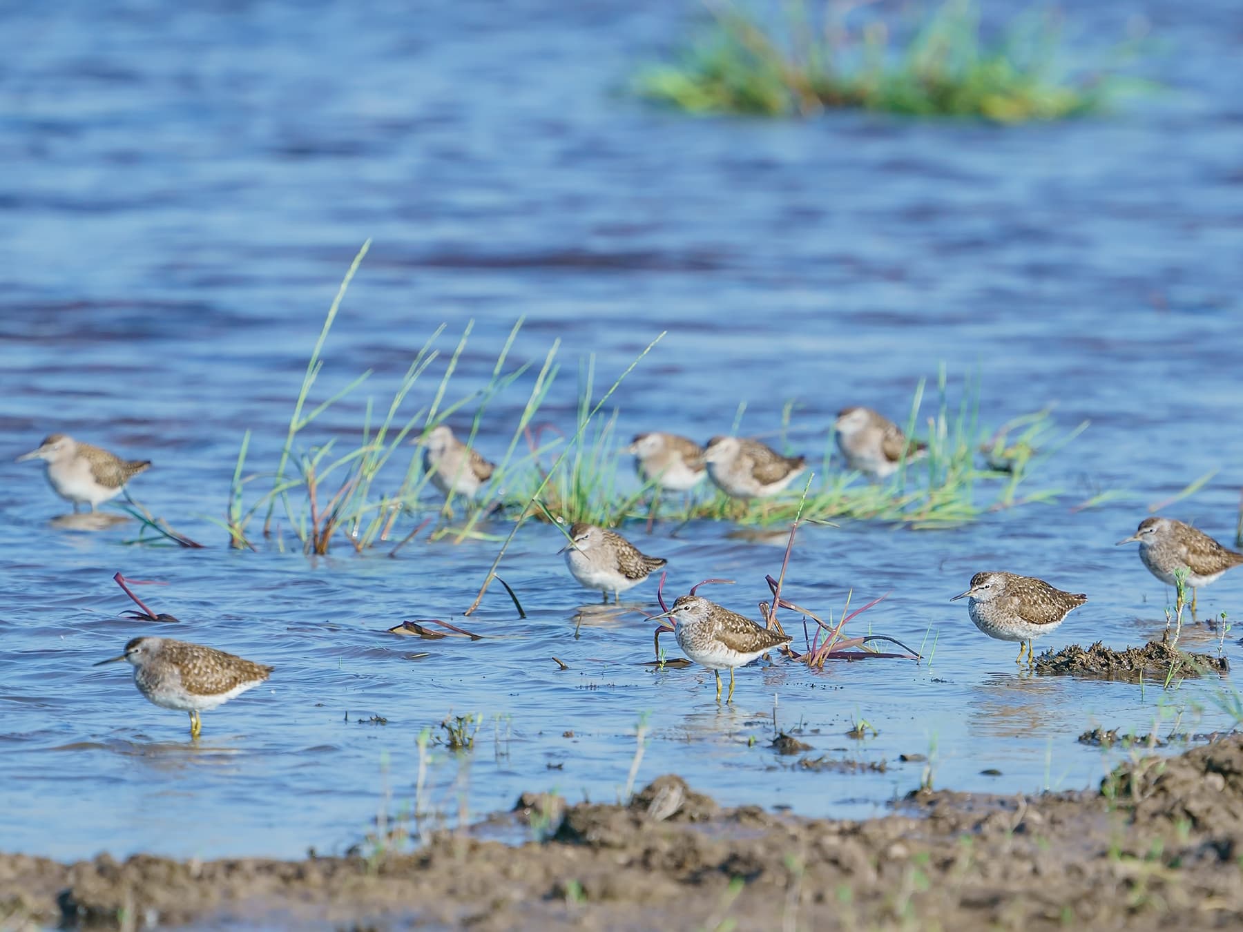 Group of Wood Sandpipers in wetlands