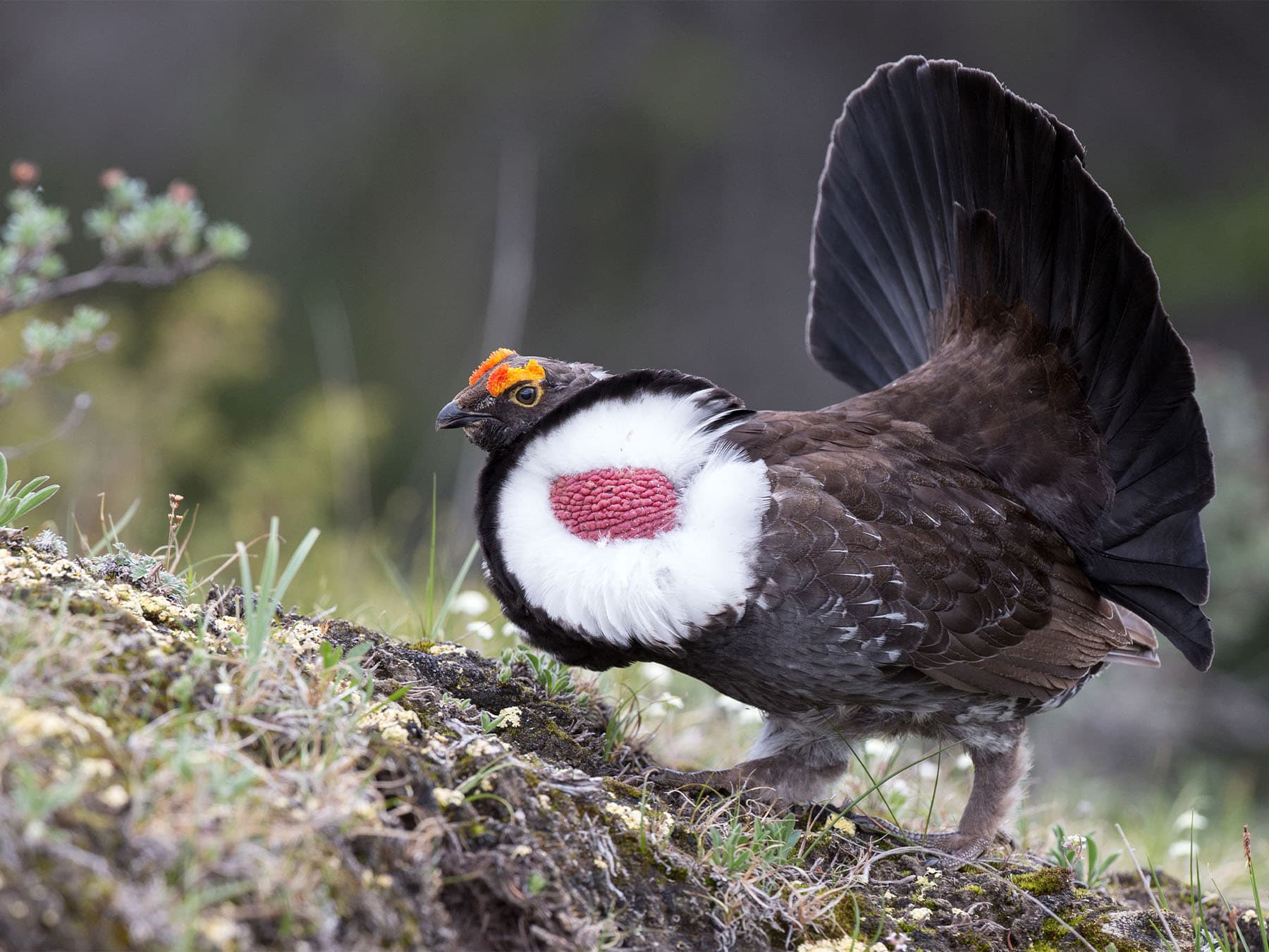 Grouse or Pheasant? A Comprehensive Comparison Guide