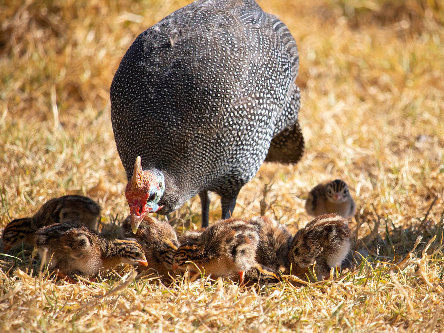 Guineafowl feeding with chicks