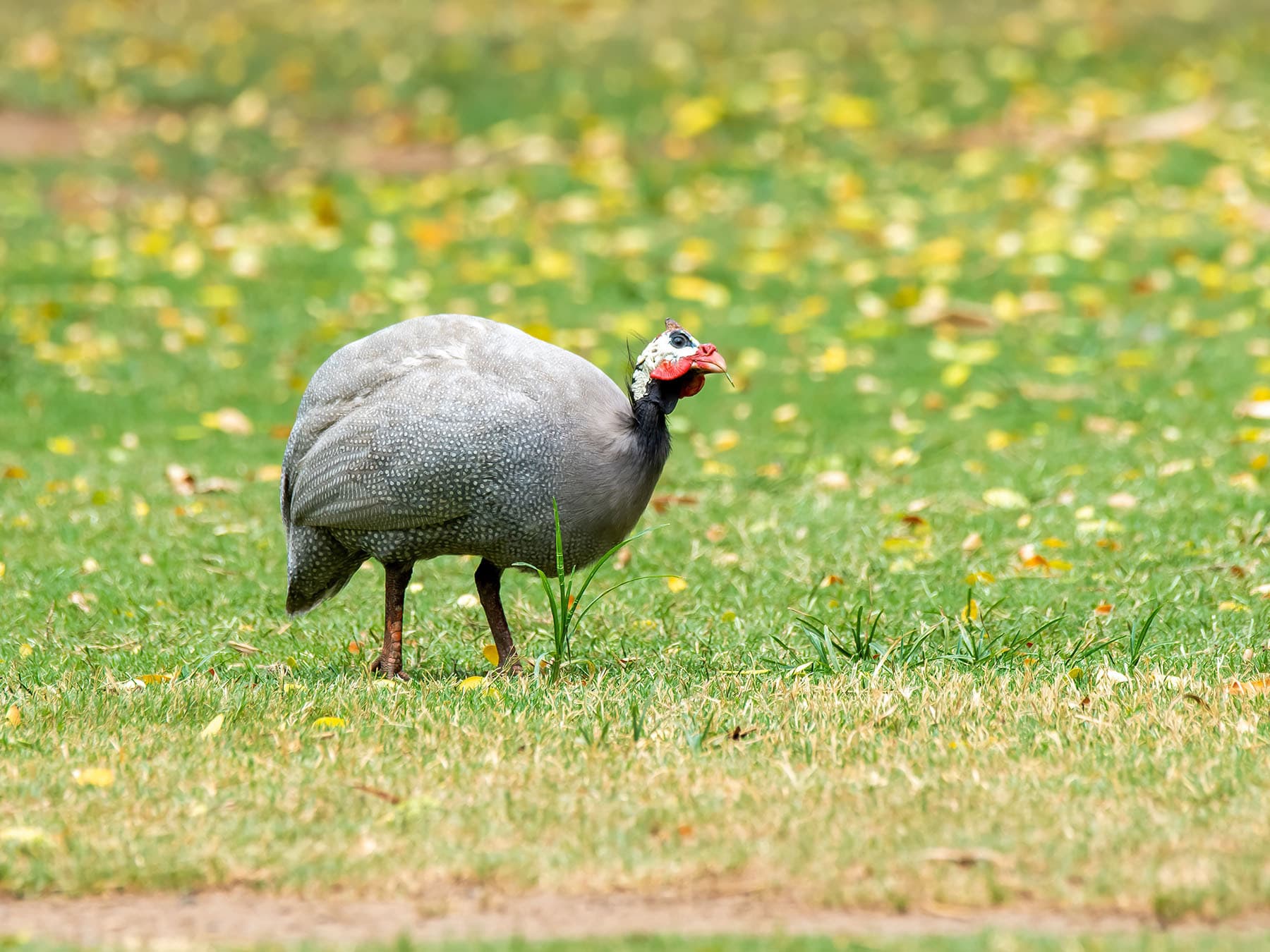 Guineafowl foraging