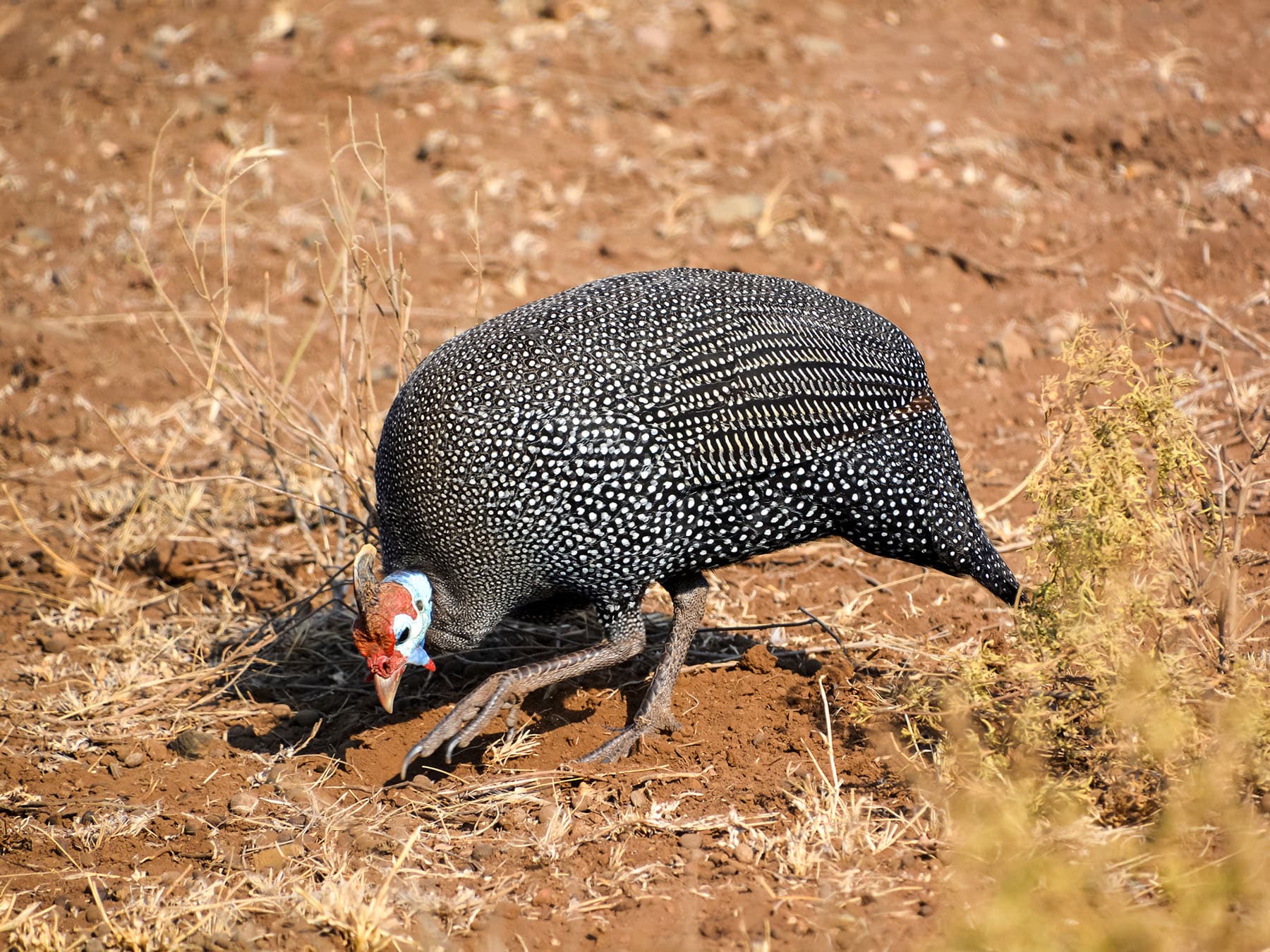 Guineafowl searching for food