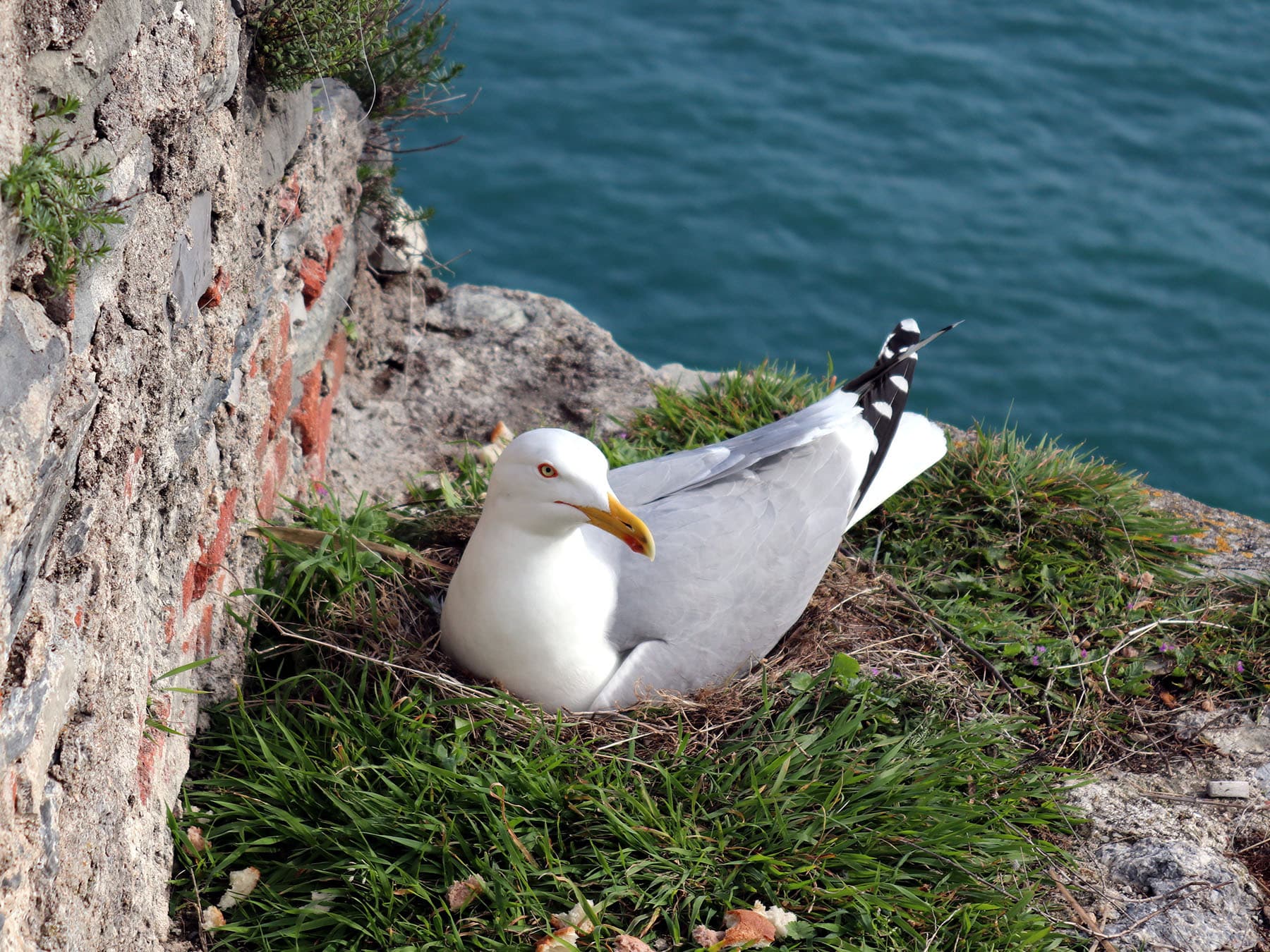 Gull sat on nest