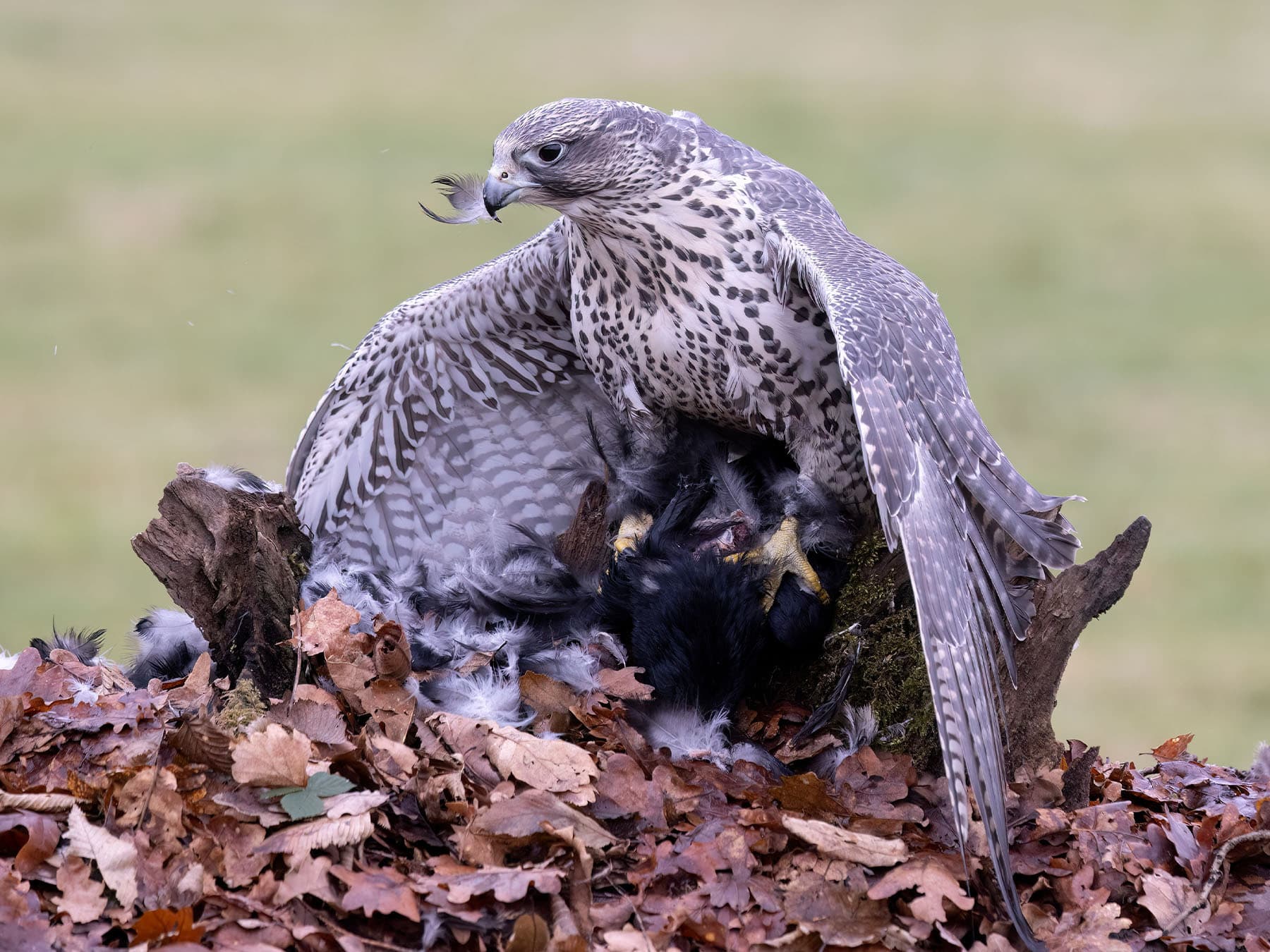 Gyrfalcon feeding on prey