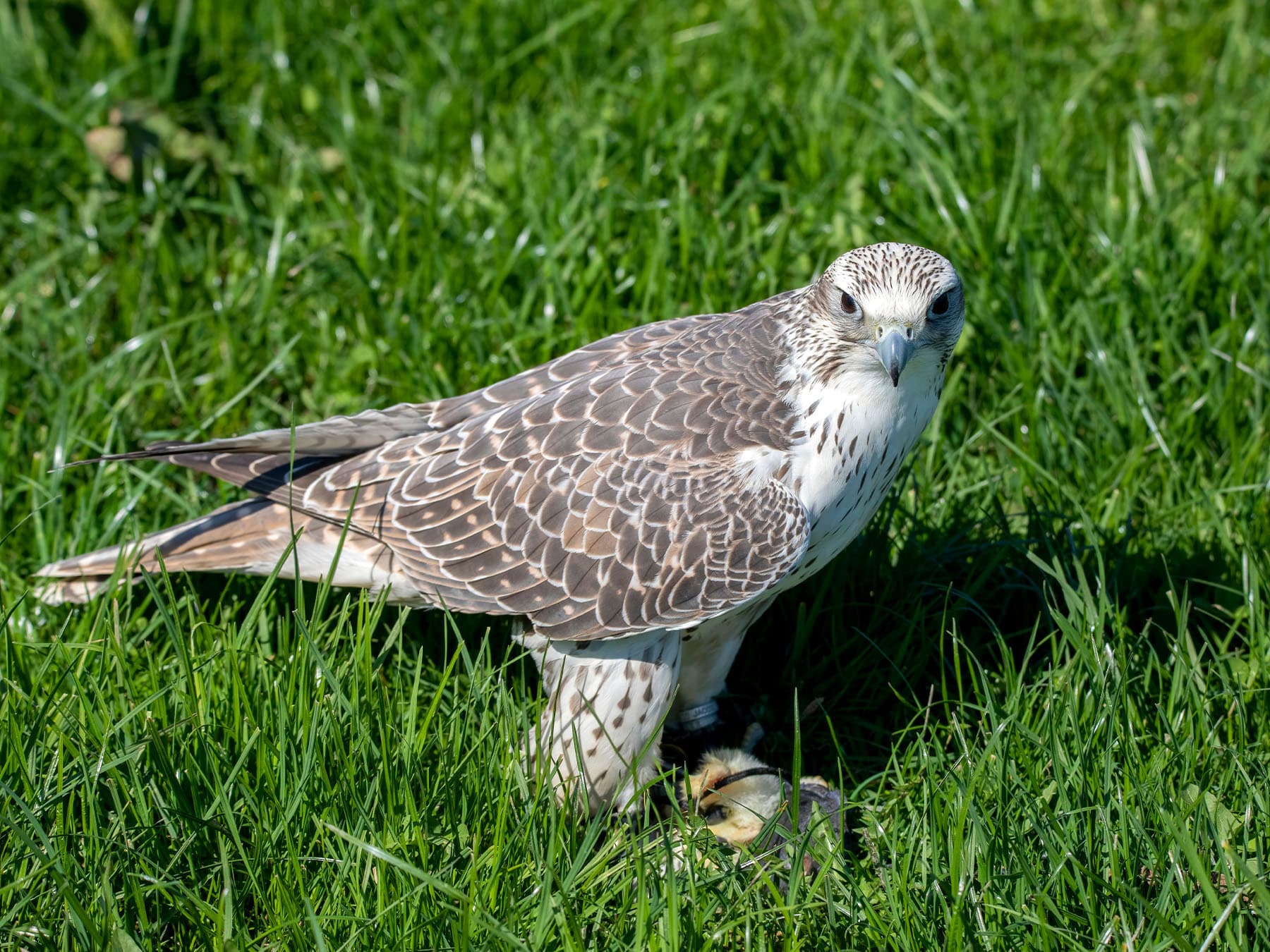Gyrfalcon feeding on prey in grassland