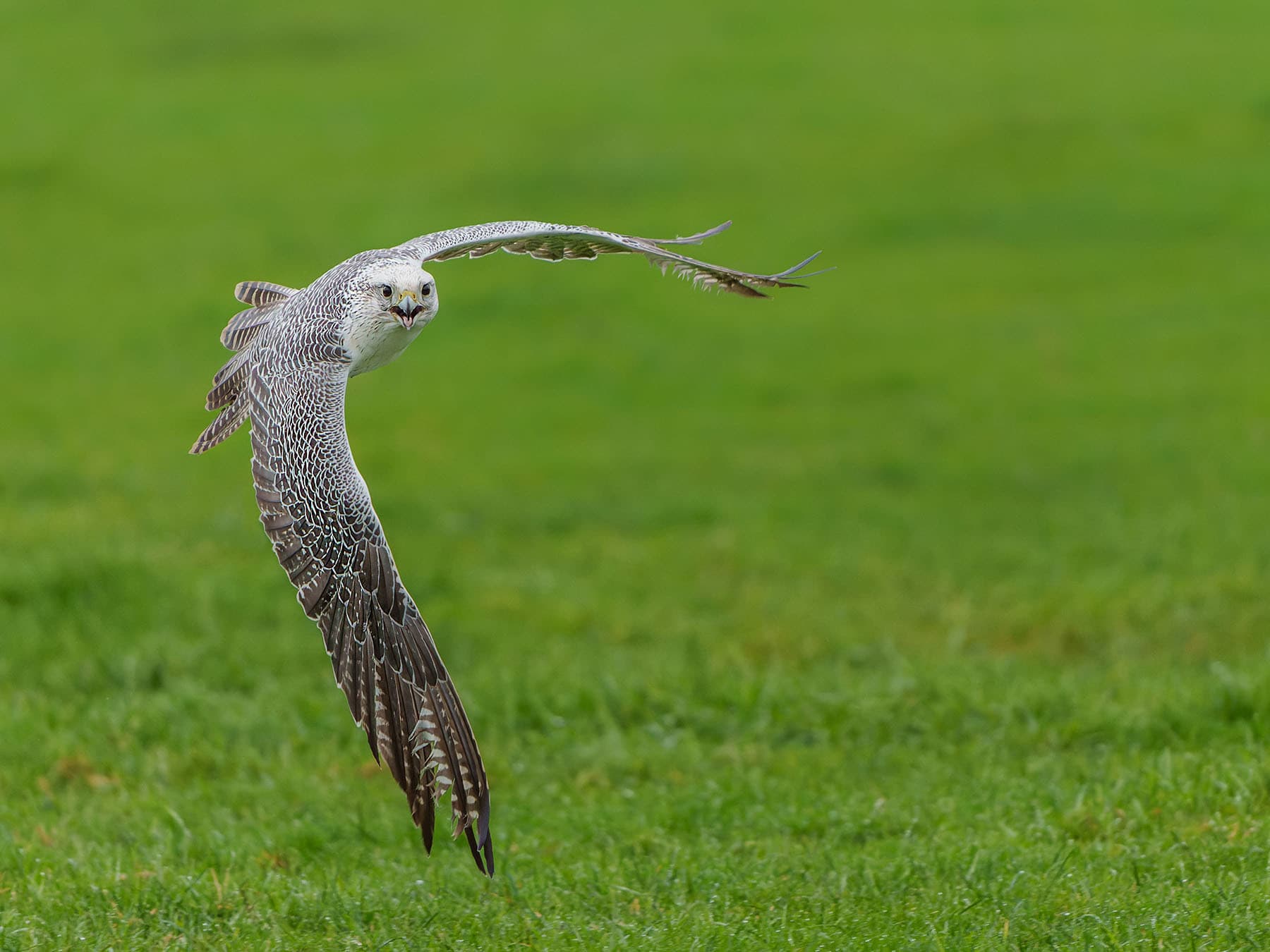Gyrfalcon in-flight