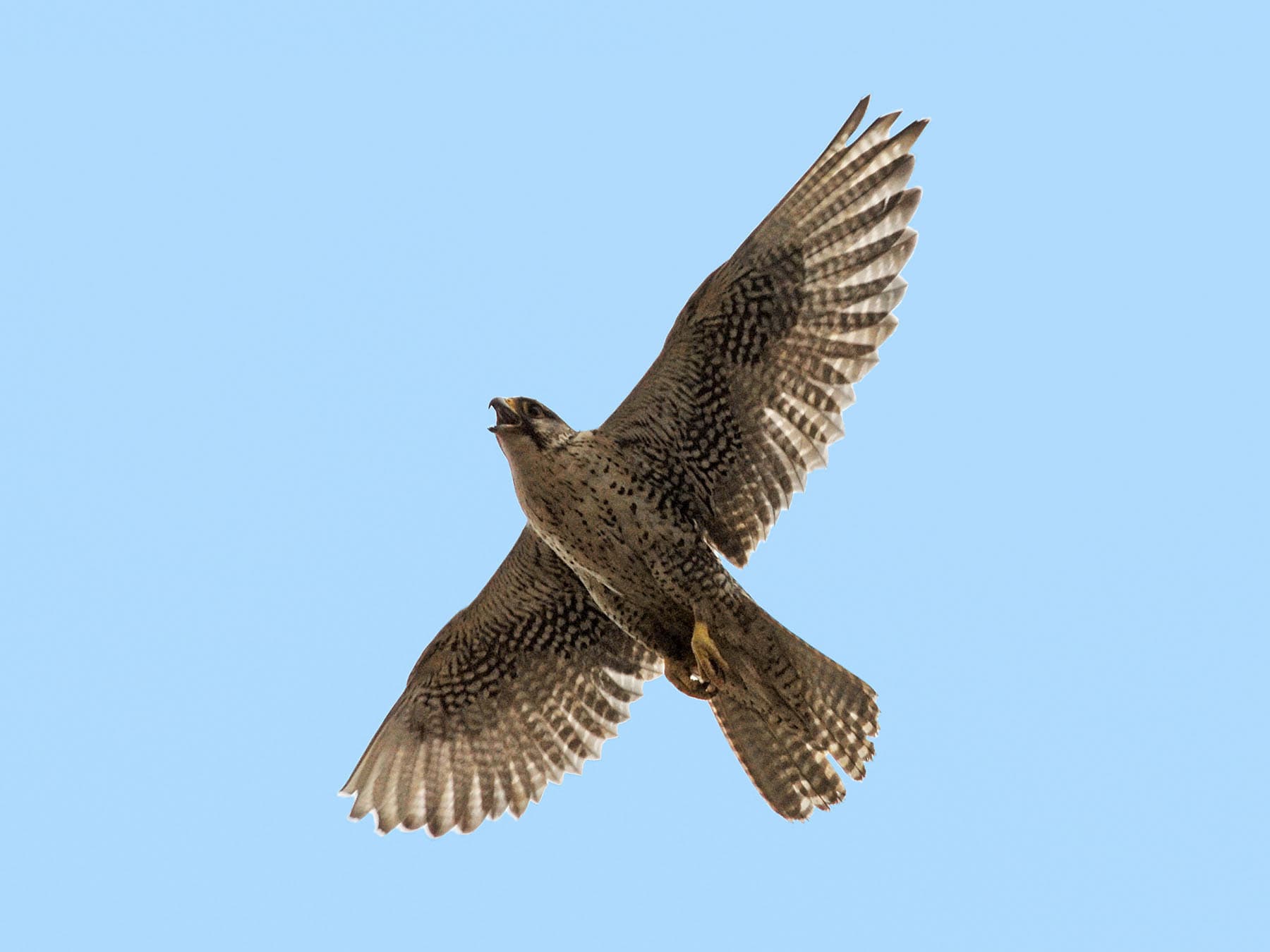 Gyrfalcon hunting in-flight