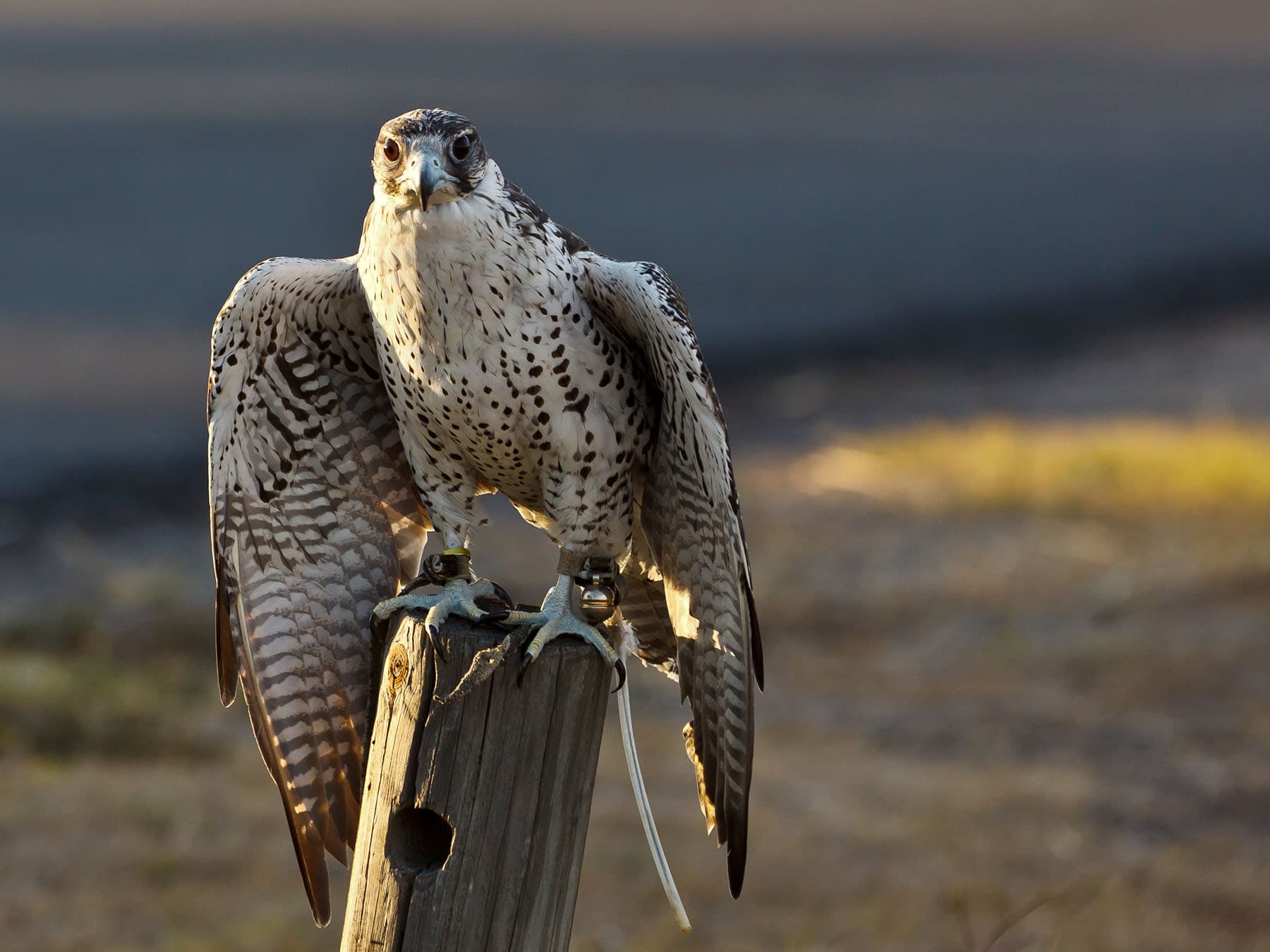 Gyrfalcon perching on wooden pole
