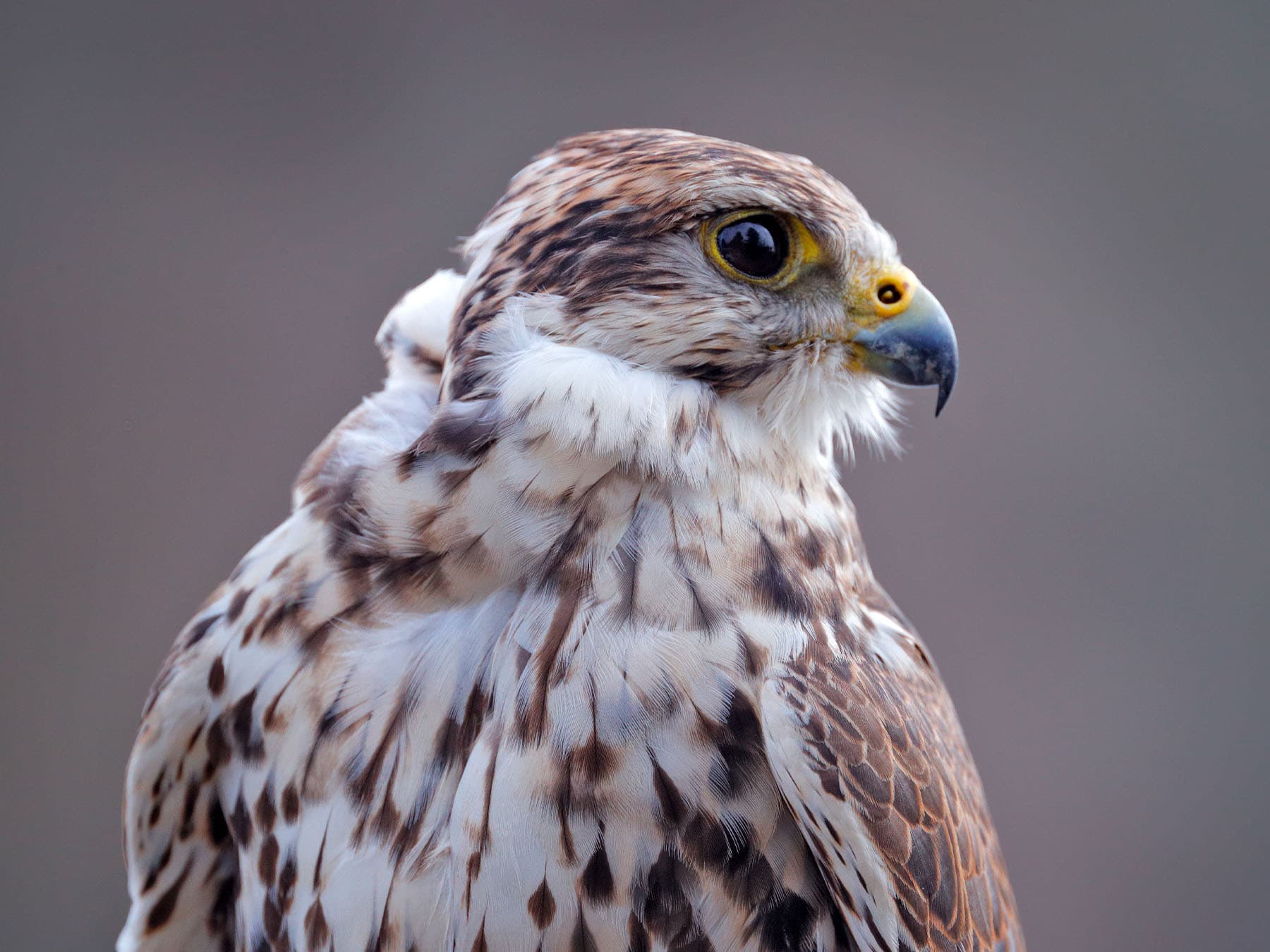 Portrait of a Gyrfalcon