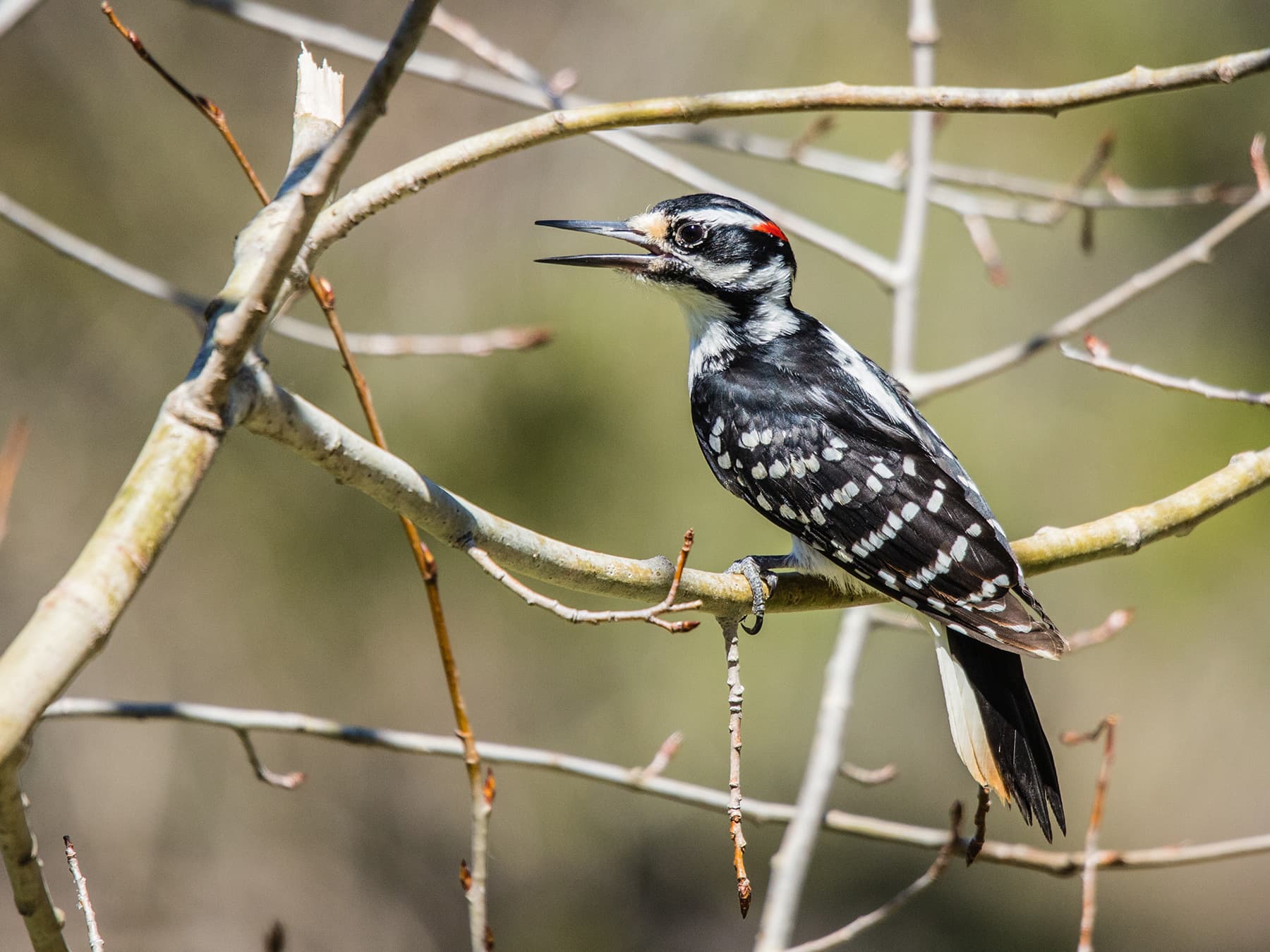 Hairy Woodpecker calling out