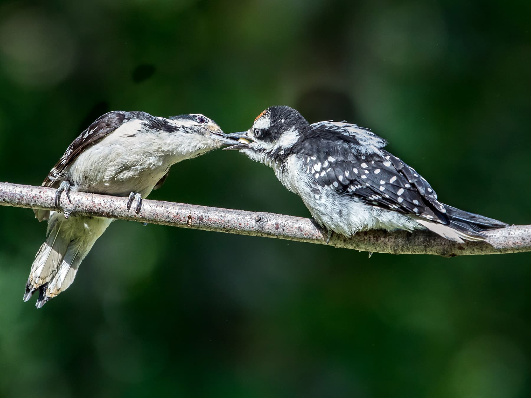 Hairy Woodpecker adult feeding its young