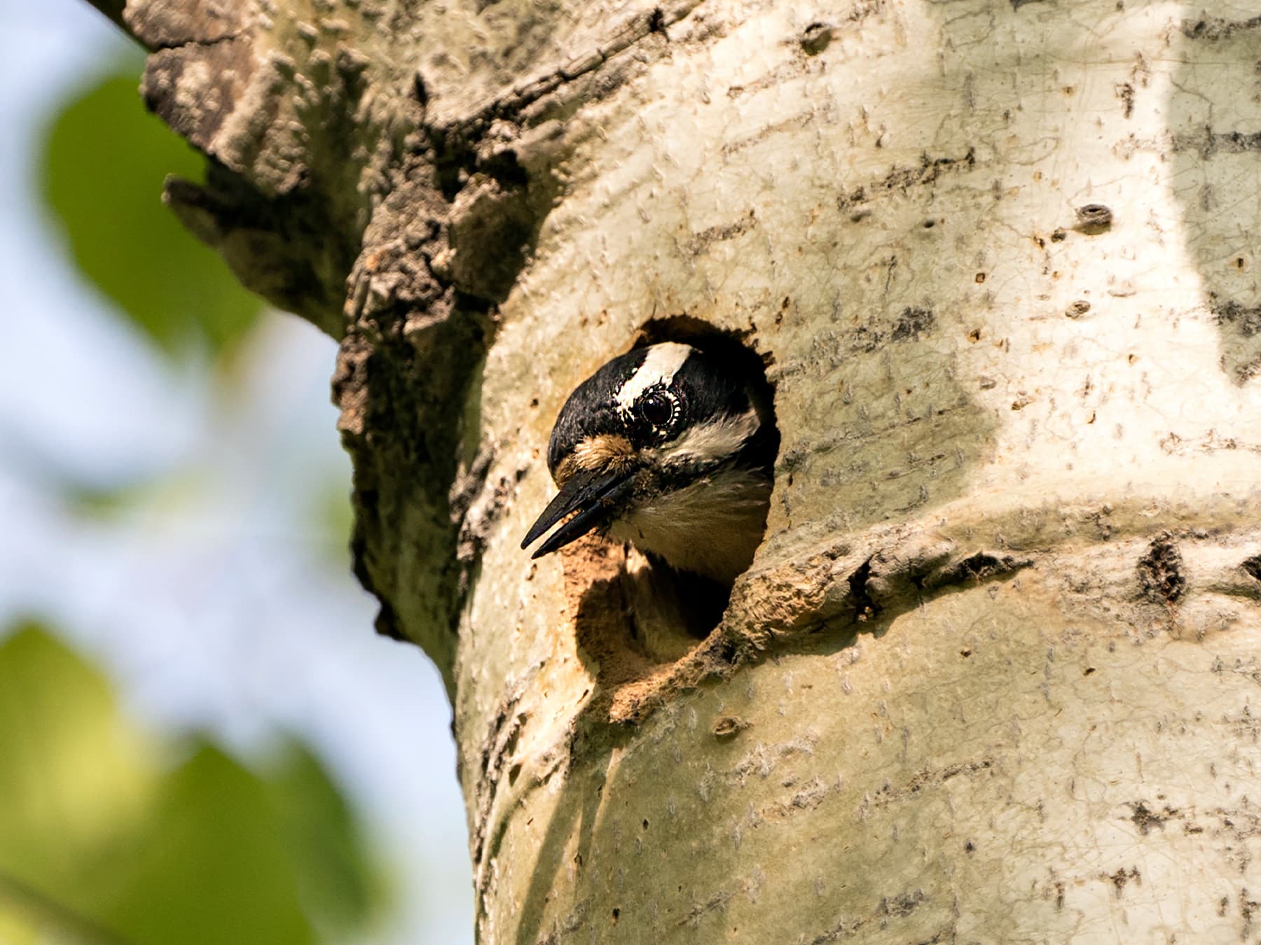 Hairy Woodpecker looking out of the nest hole