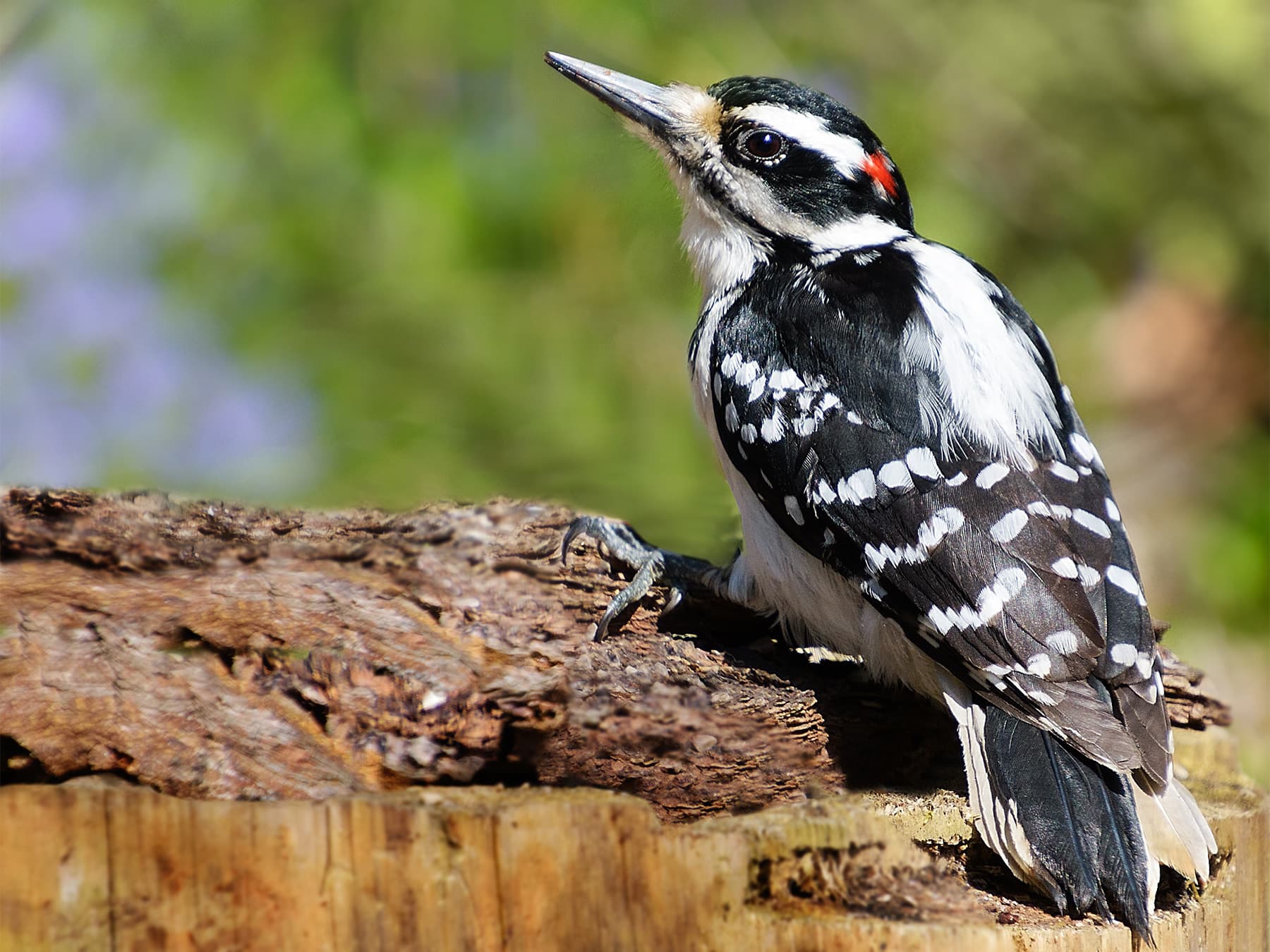 Hairy Woodpecker Male