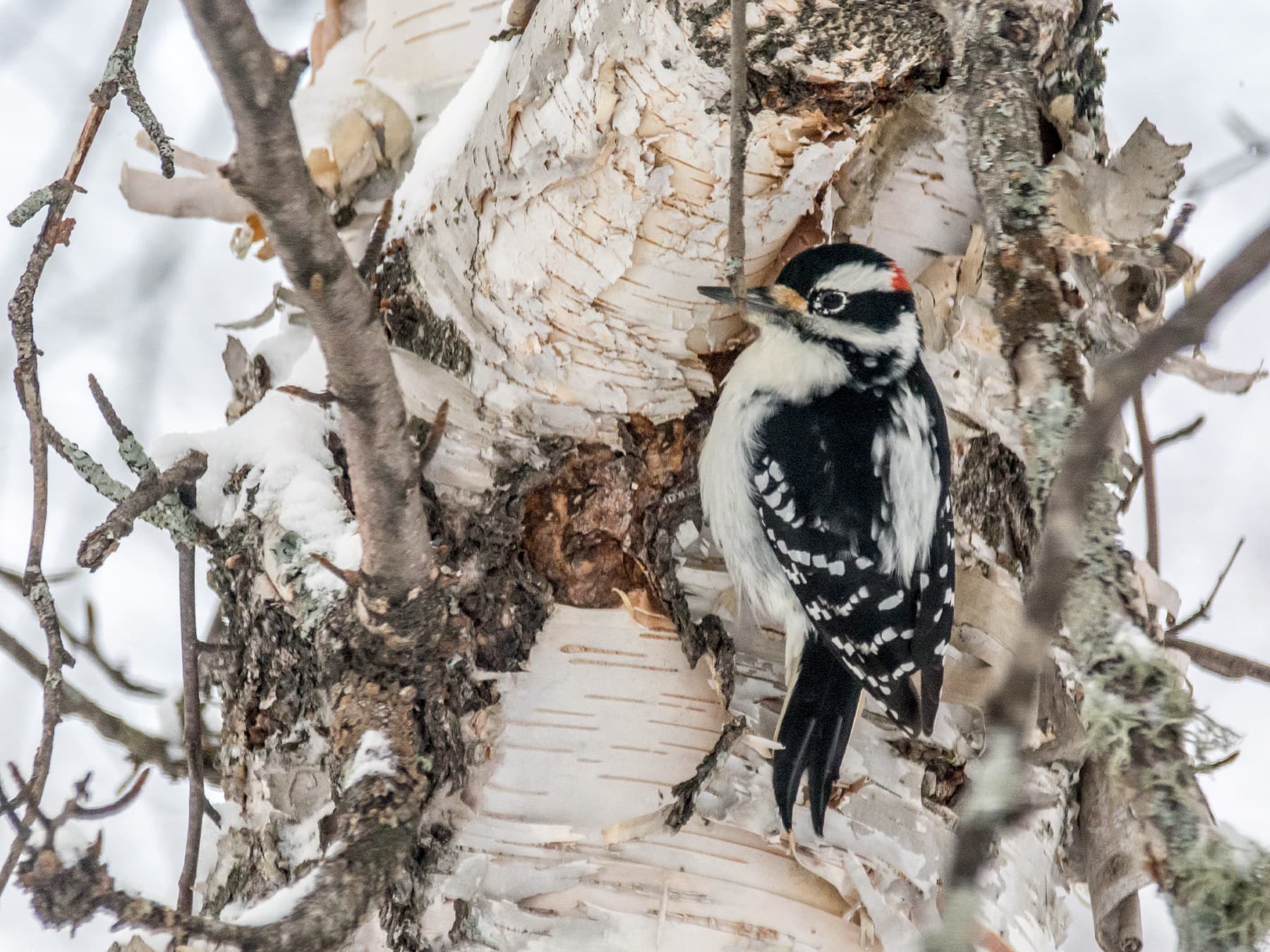 Hairy Woodpecker perched on a birch tree