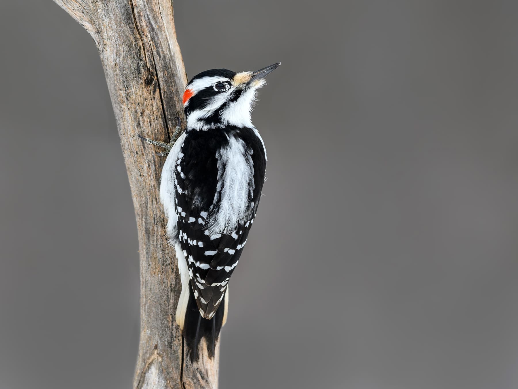 Hairy Woodpecker perched on a branch