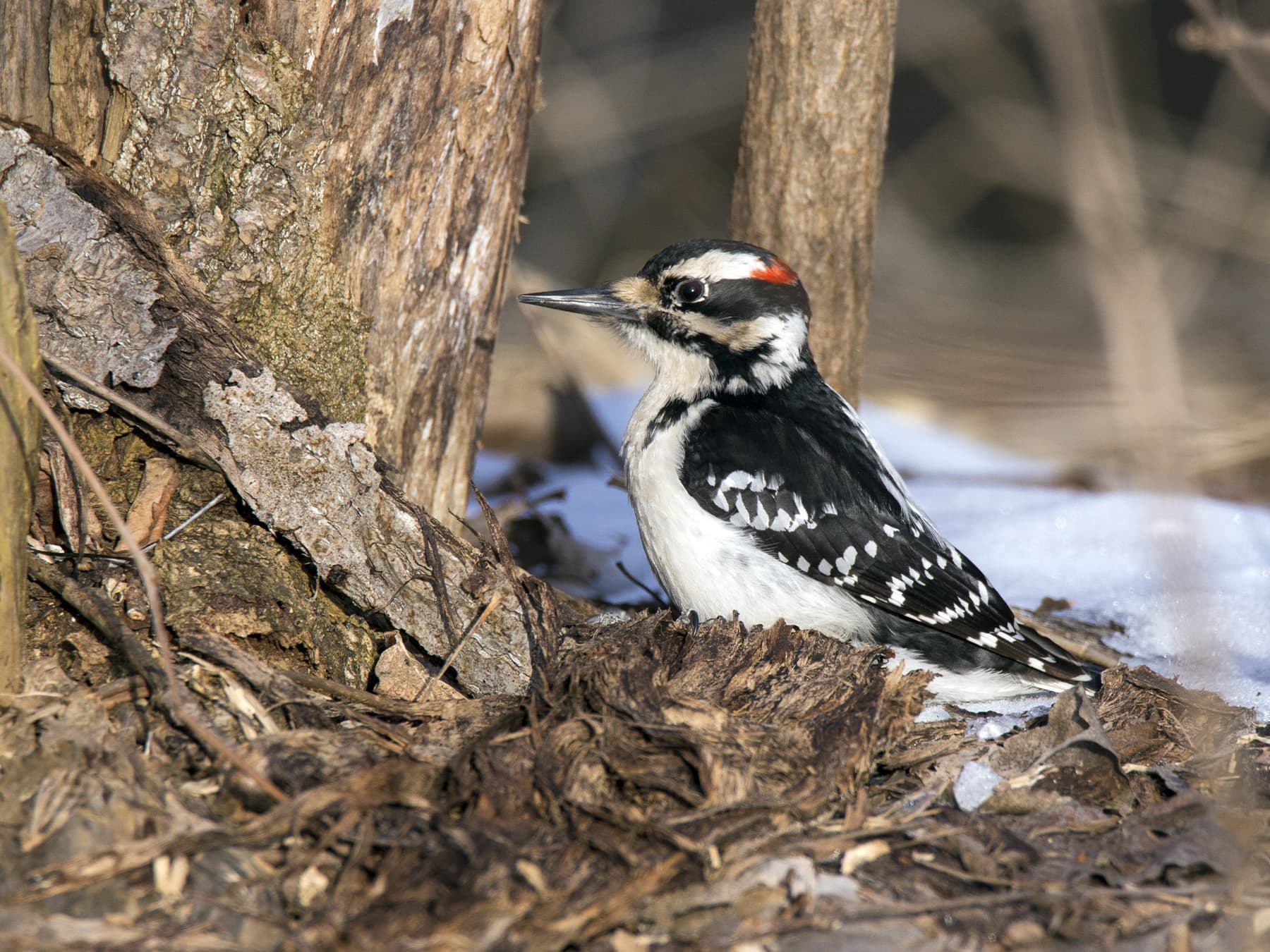 Hairy Woodpecker on the ground searching for food