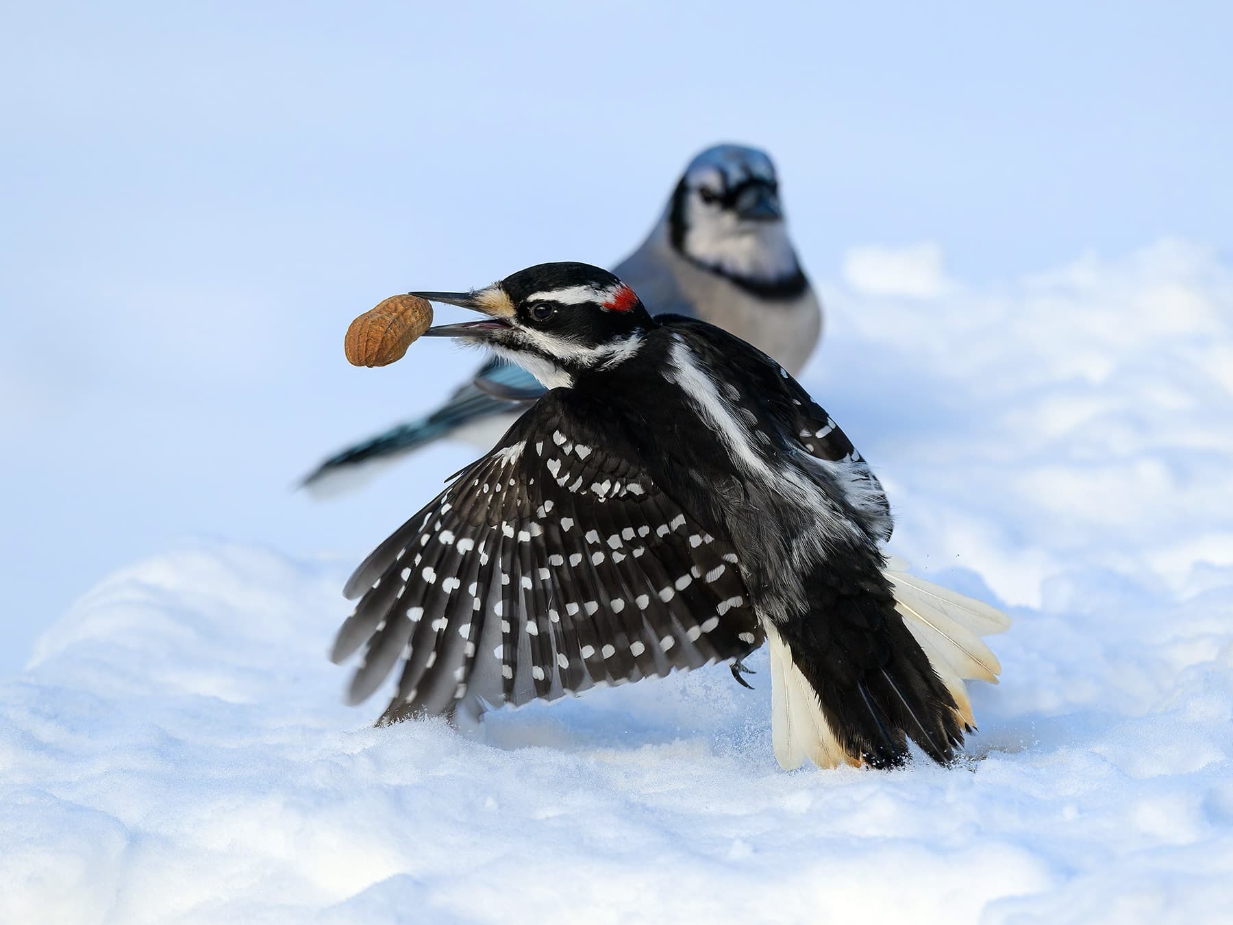 Hairy Woodpecker taking off with a nut in its beak